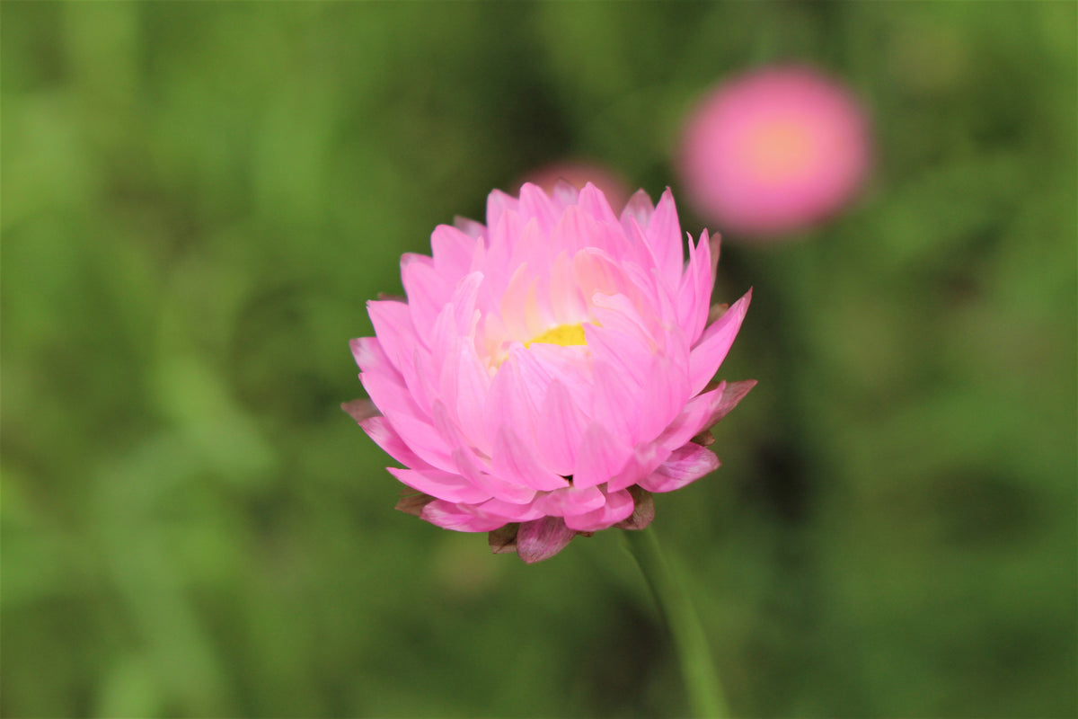100 MIXED DOUBLE ACROCLINIUM Paper Daisy Helipterum Rhodanthe Flower Seeds