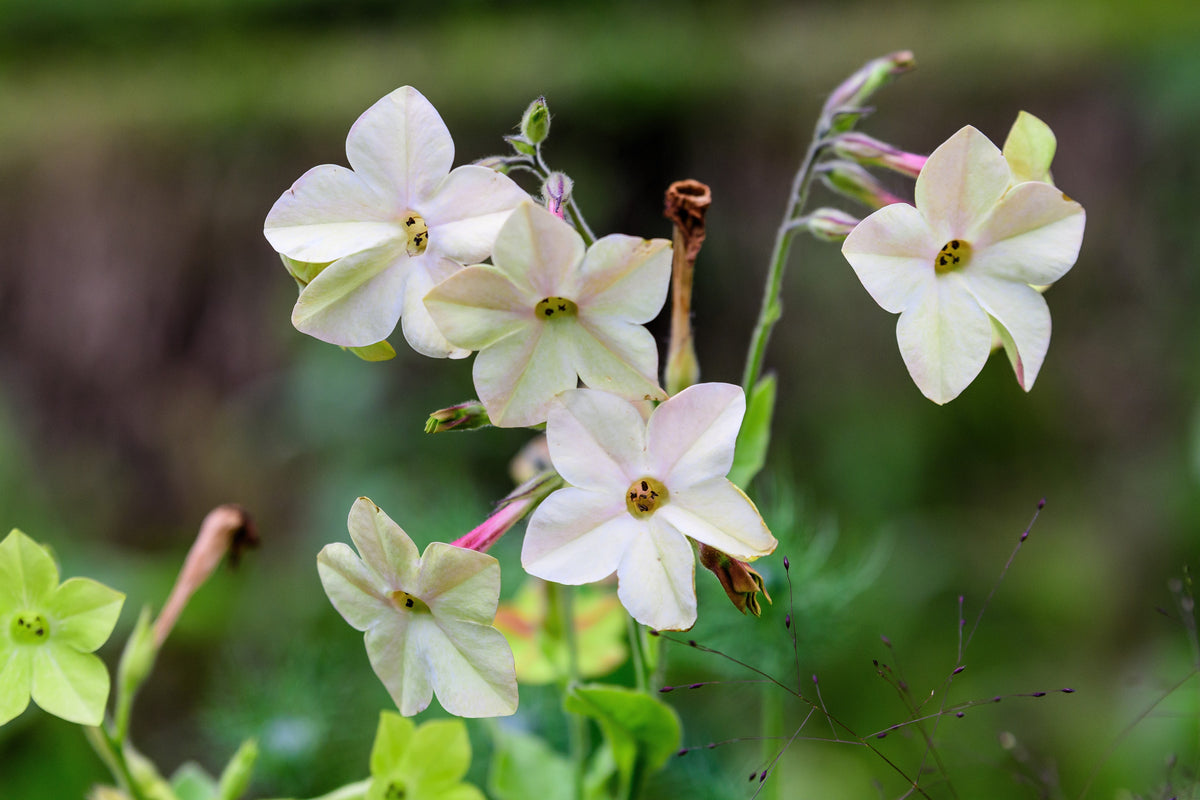 100 Organic WHITE NICOTIANA Flowering TOBACCO Nicotiana Alata Seeds