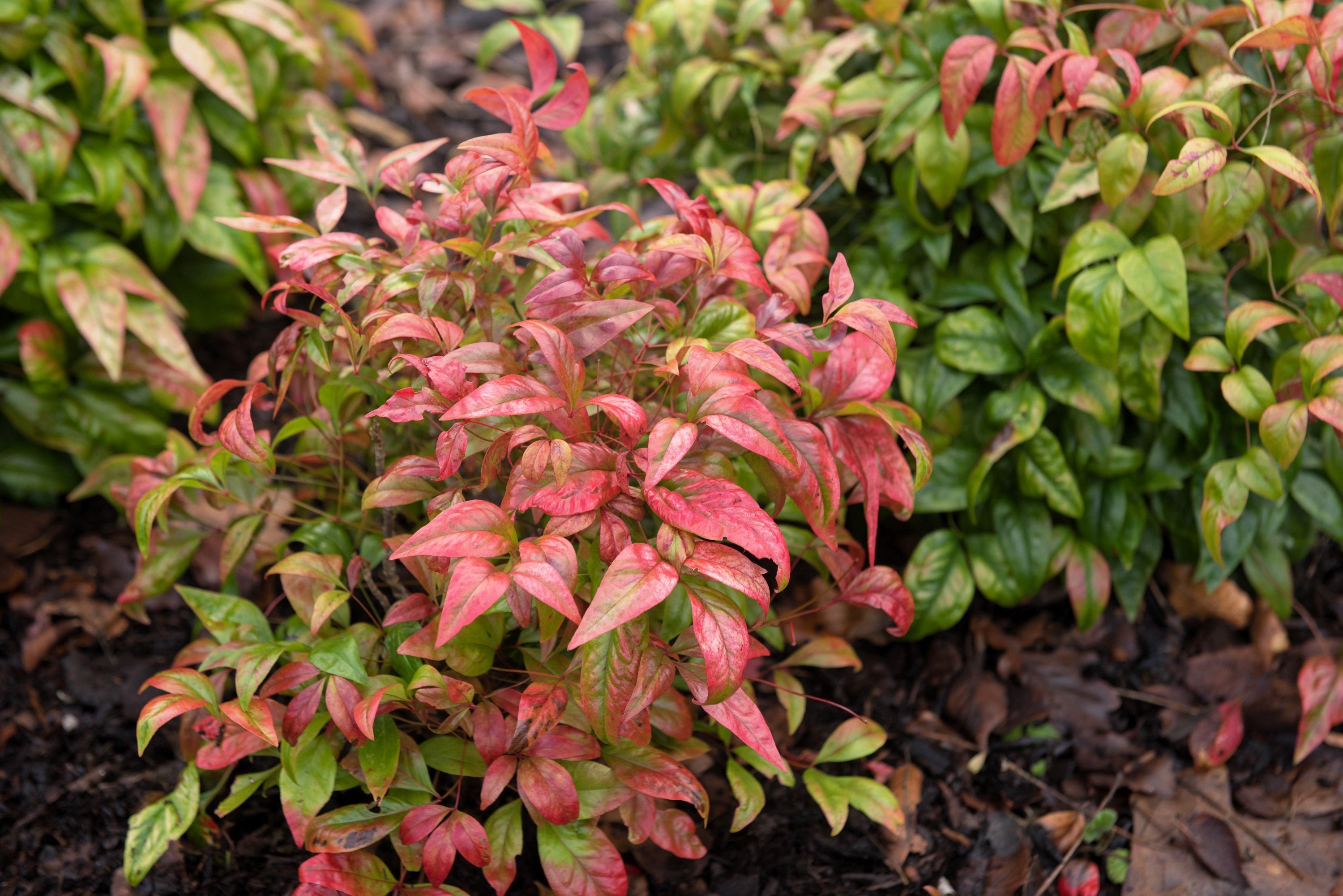 15 DWARF SACRED BAMBOO Heavenly Nandina Domestica Nana Pink Red Sun Shade Shrub Seeds
