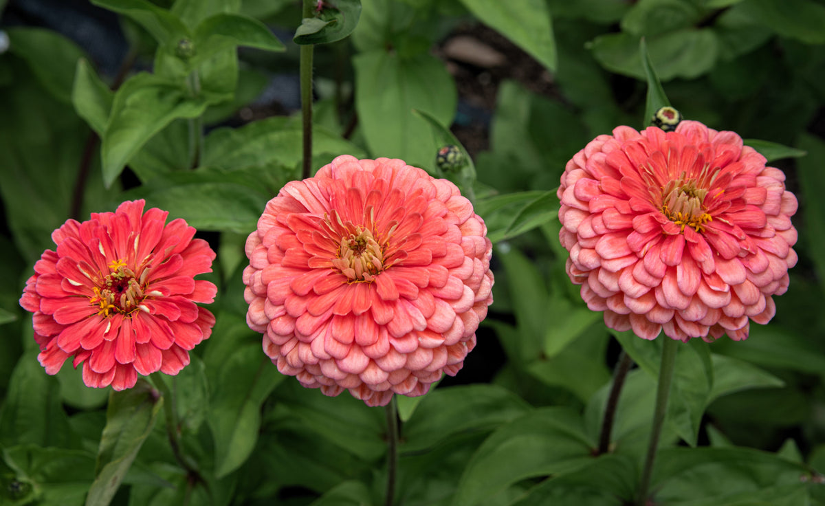 250 SALMON QUEEN ZINNIA Elegans California Giant Double Flower Seeds