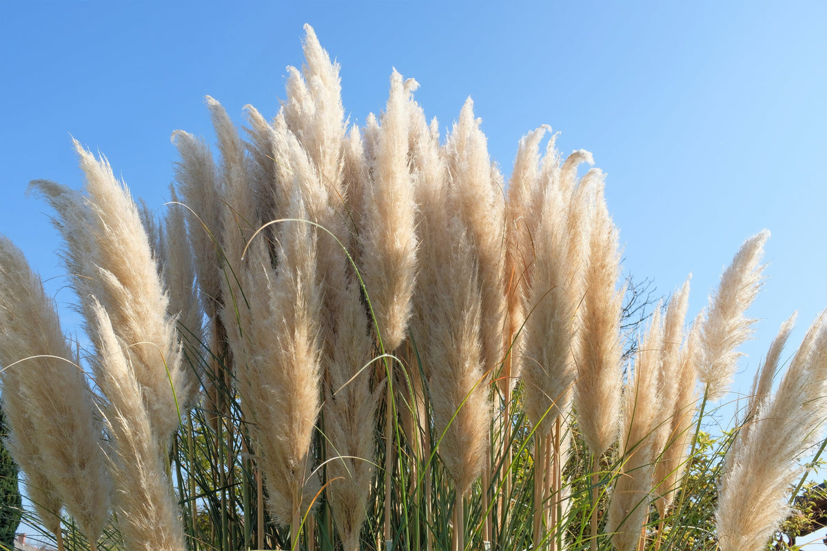 200 WHITE PAMPAS GRASS Cortaderia Selloana Ornamental Flower Seeds