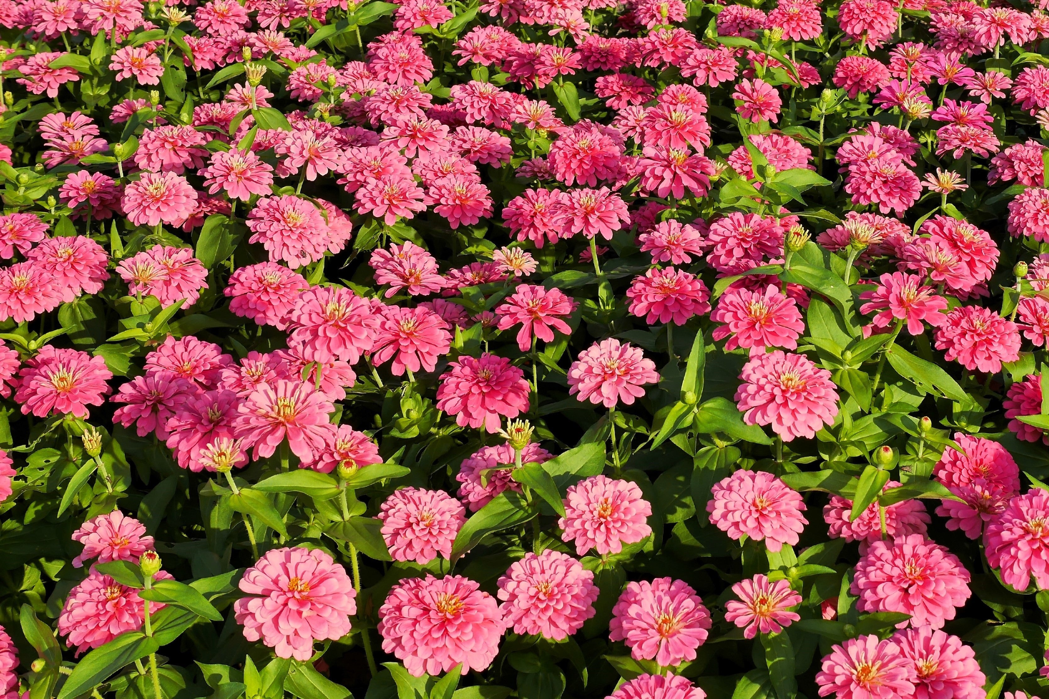 250 LUMINOSA PINK ZINNIA Elegans Flower Seeds