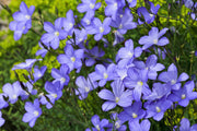 100 BLUE FLAX (Prairie Flax / Lewis Blue Flax) Linum Perenne Lewisii Flower Seeds