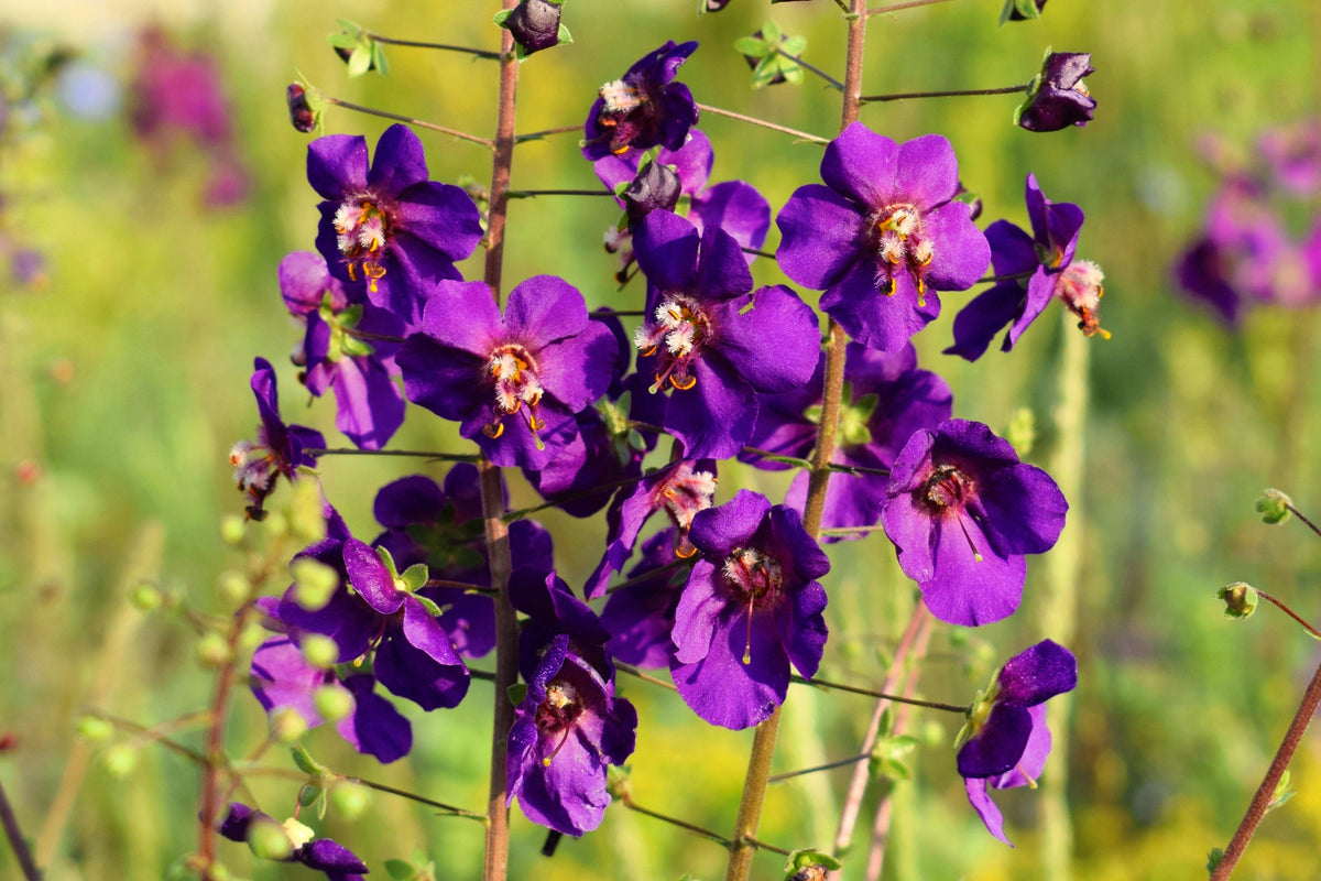 50 VIOLETTA VERBASCUM Phoeniceum Purple Mullein Nectar Flower Seeds