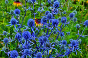 25 BLUE Star SEA HOLLY Eryngium Alpinum Flower Seeds