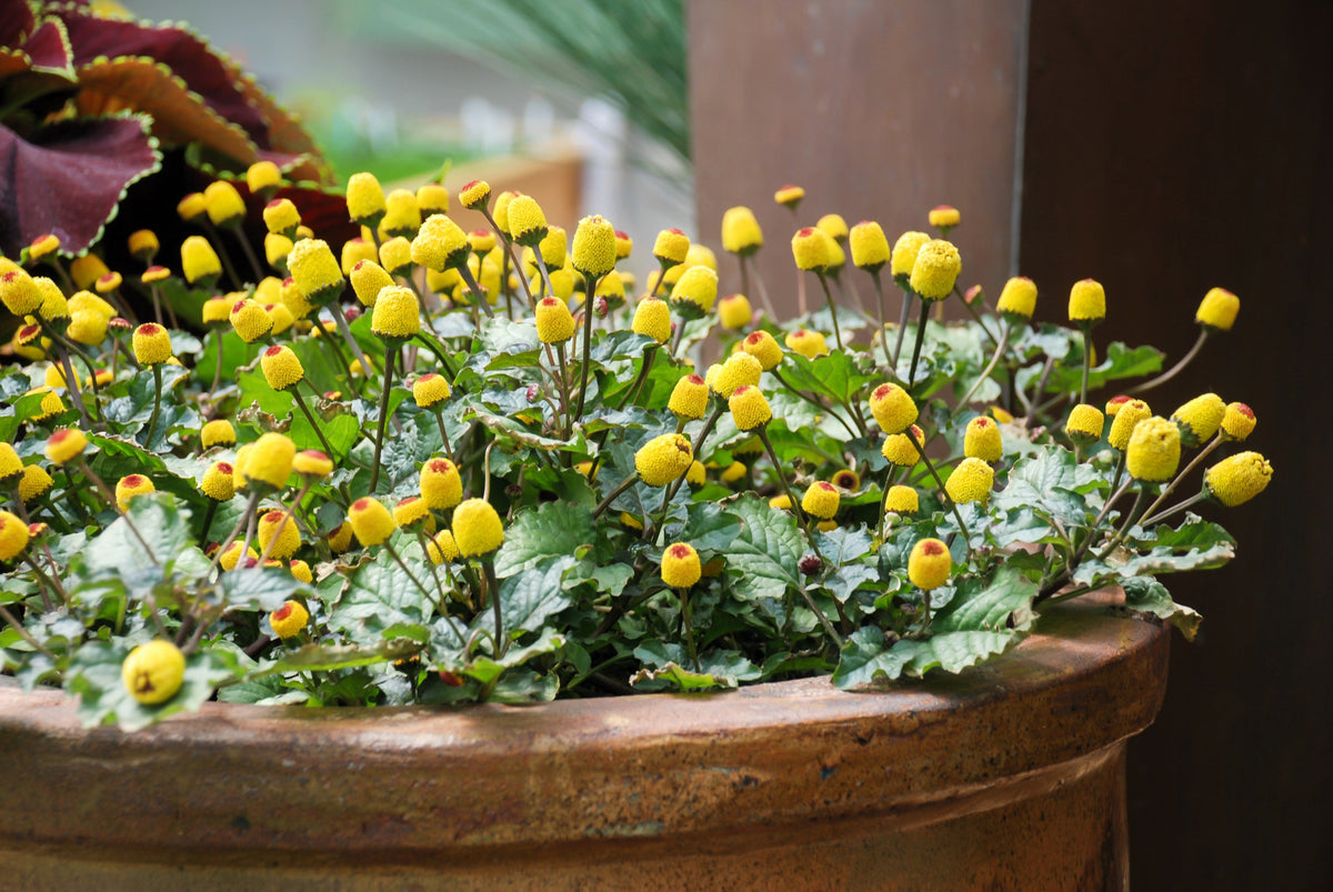 100 TOOTHACHE / EYEBALL PLANT Spilanthes Oleracea Red & Yellow Flower Herb Seeds