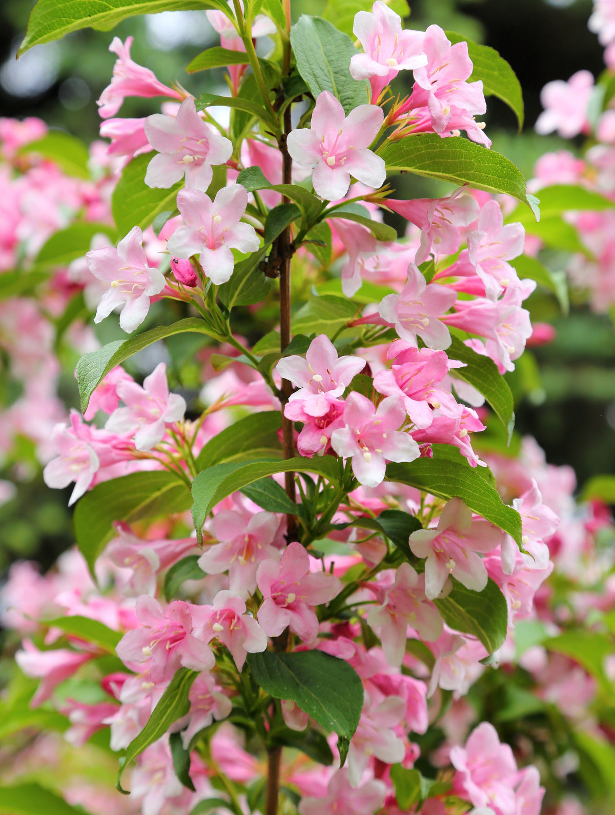 50 OLD FASHIONED WEIGELA Florida Bush Shrub Flower Seeds