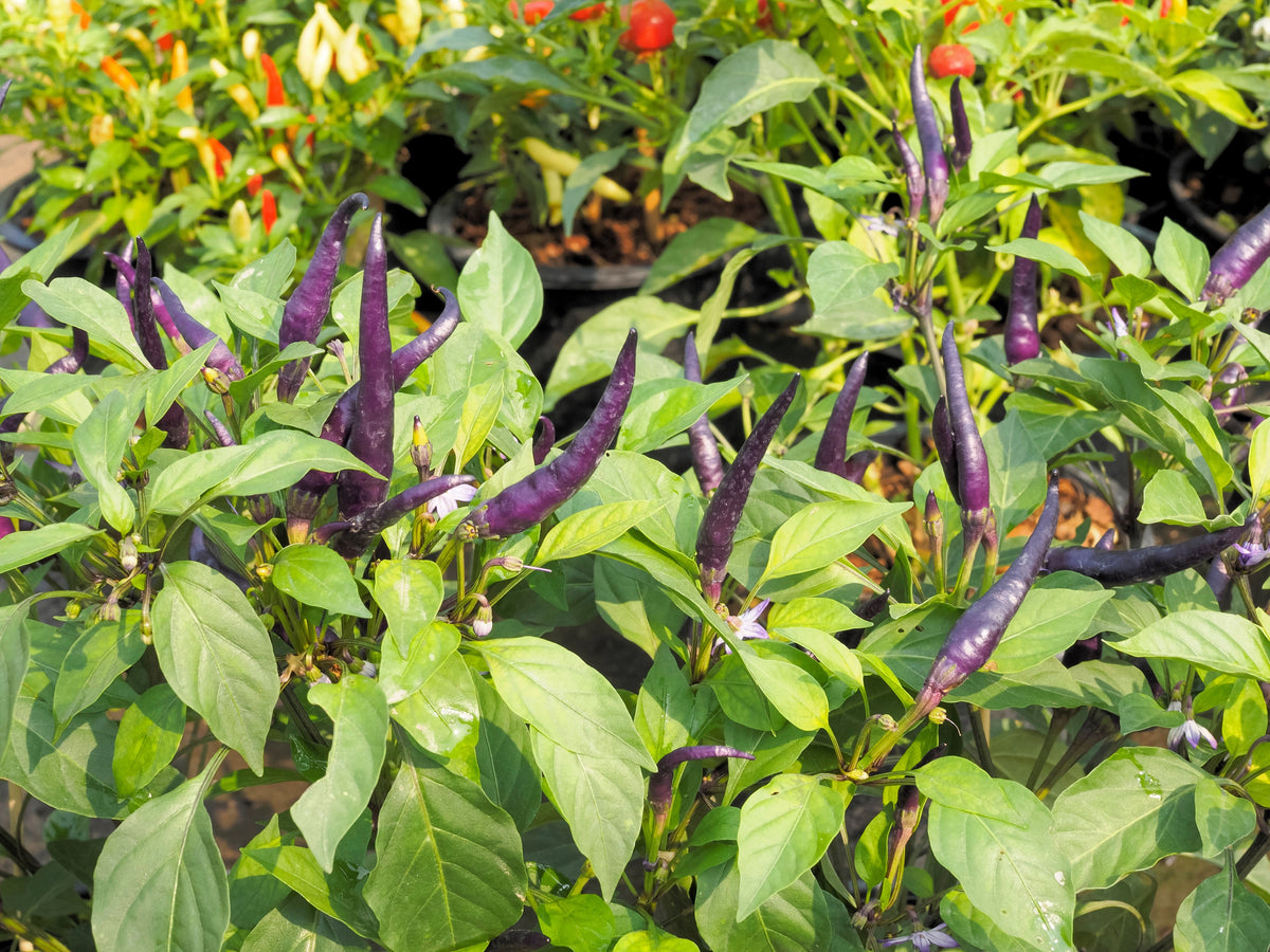 50 PURPLE CAYENNE PEPPER Hot Capsicum Annuum Vegetable Seeds