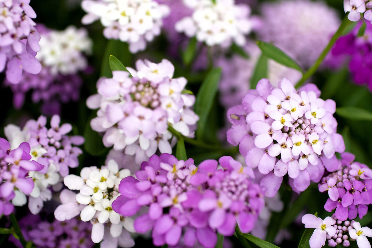 2000 Fairy DWARF MIX CANDYTUFT Iberis Umbellata Flower Seeds