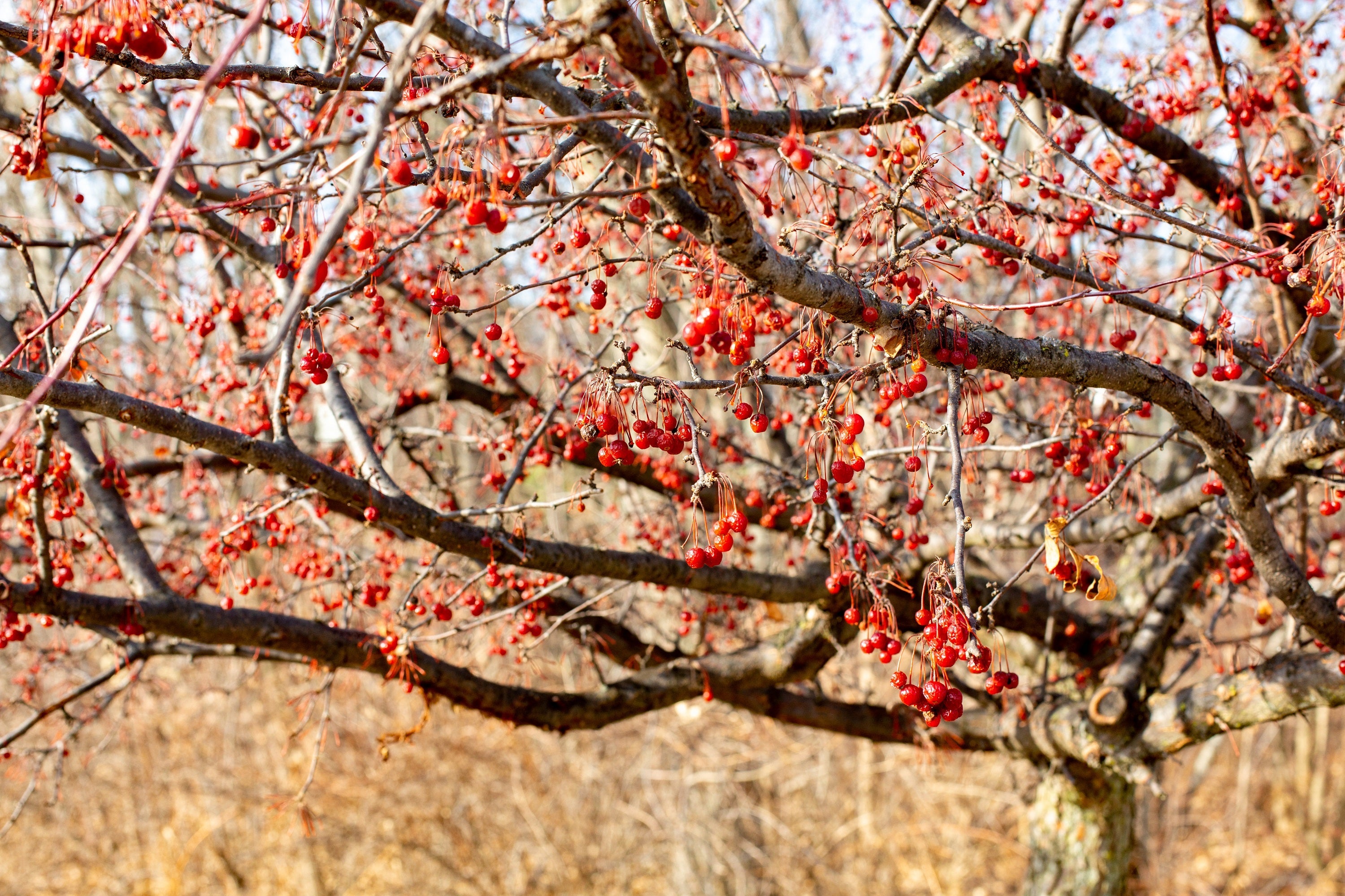 20 AMERICAN HIGHBUSH CRANBERRY Viburnum Trilobum Red Fruit White Flower Shrub Seeds