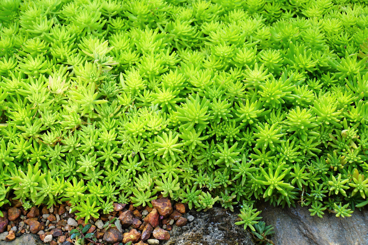 25 Spanish STONECROP / SEDUM HISPANICUM Groundcover Flower Seeds