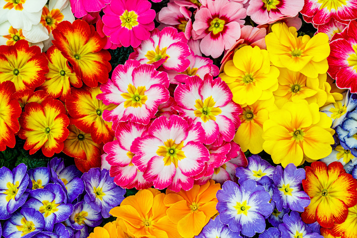 50 MIXED ENGLISH PRIMROSE Primula Vulgaris Acaulis Shade Houseplant Flower Seeds