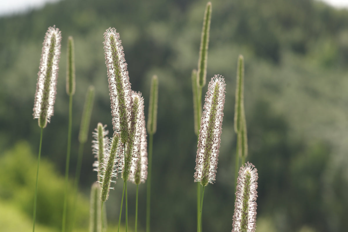 500 DERBY TIMOTHY GRASS Ornamental Phleum Pratense Seeds
