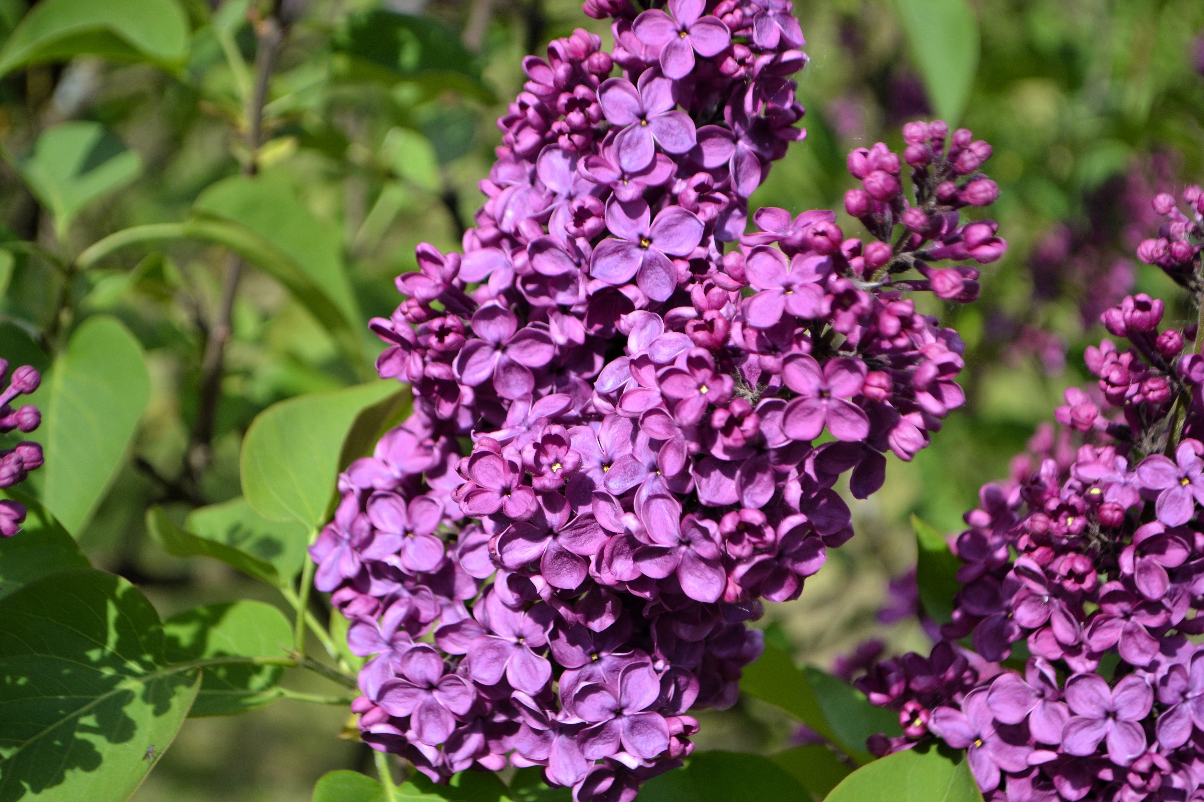 25 FRENCH / Old FASHIONED LILAC Syringa Vulgaris Flower Shrub Bush Seeds
