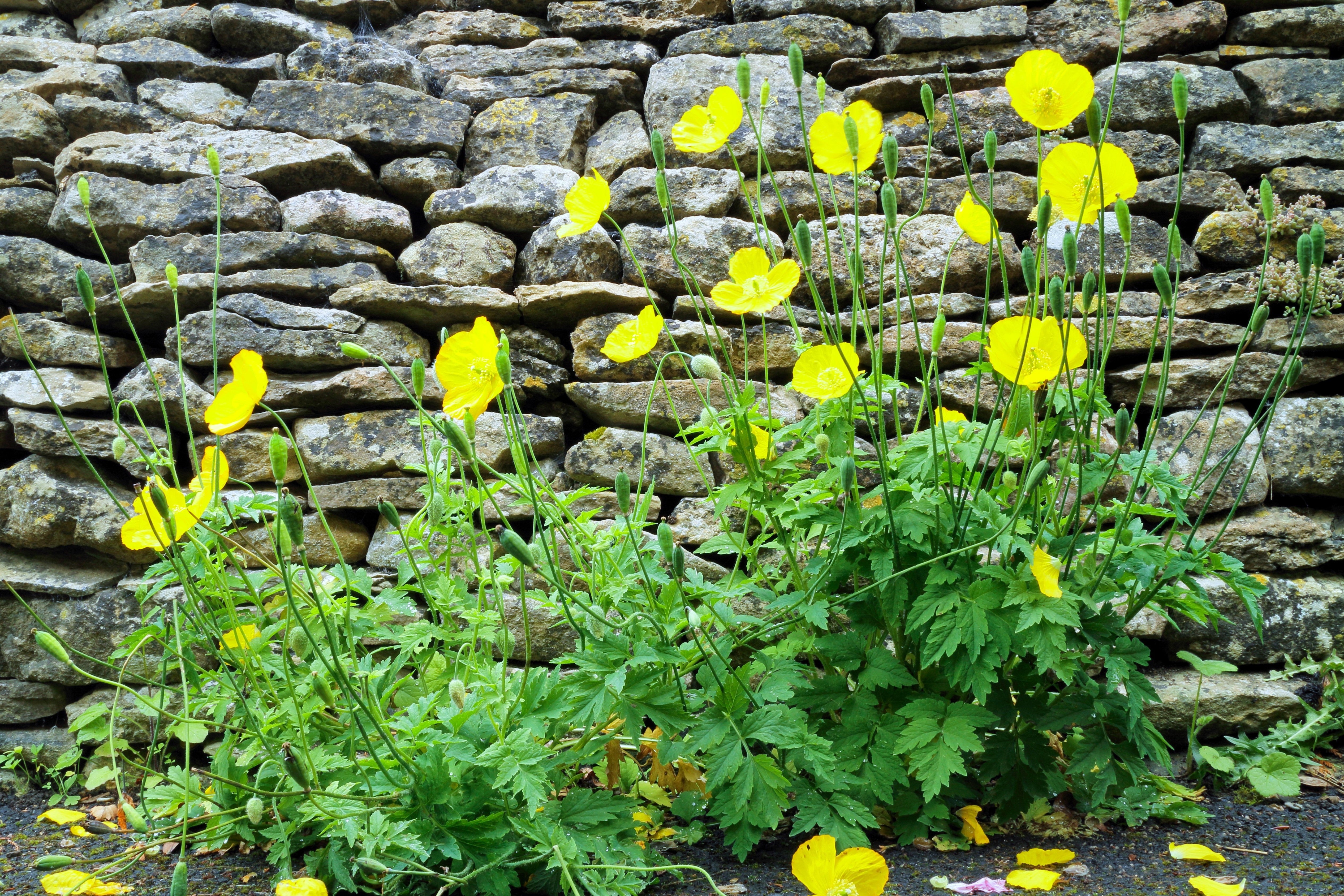 20 Yellow WELSH POPPY Meconopsis Papaver Cambricum Perennial Shade Flower Seeds