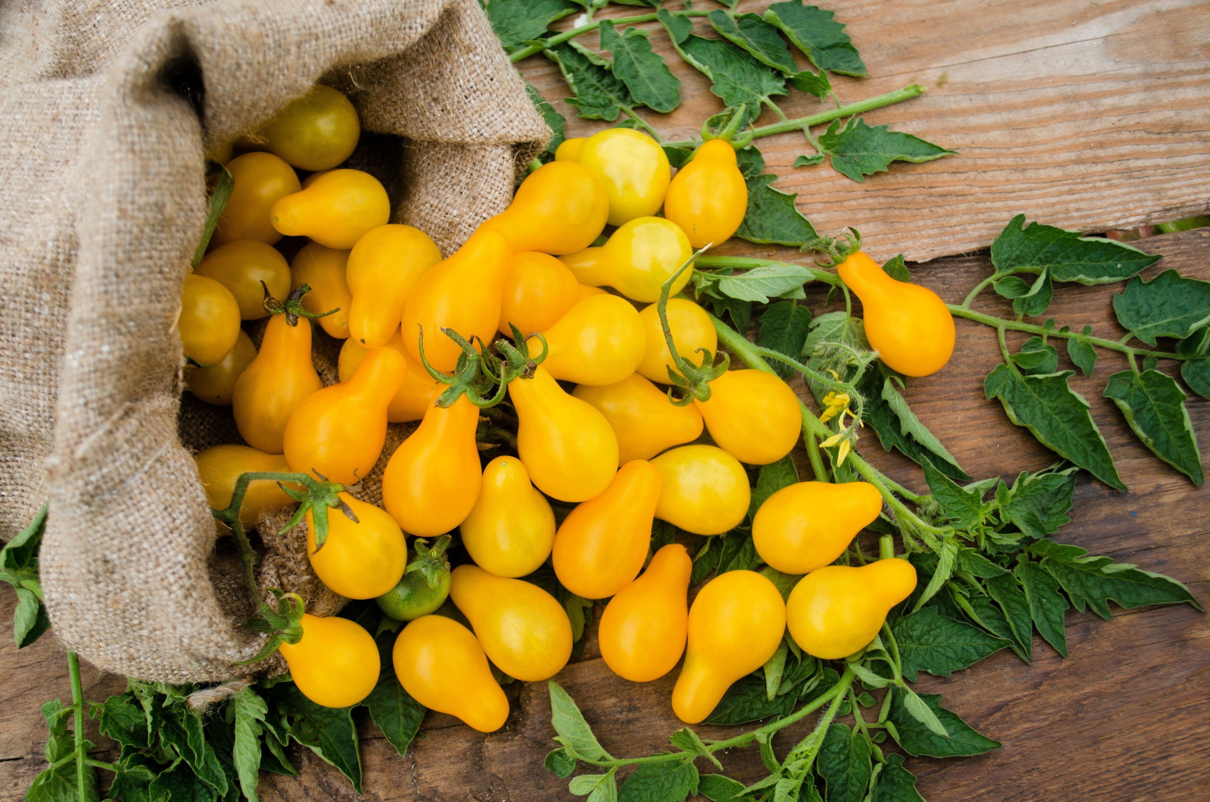 300 YELLOW PEAR TOMATO Lycopersicon Lycopersicum Fruit Vegetable Seeds