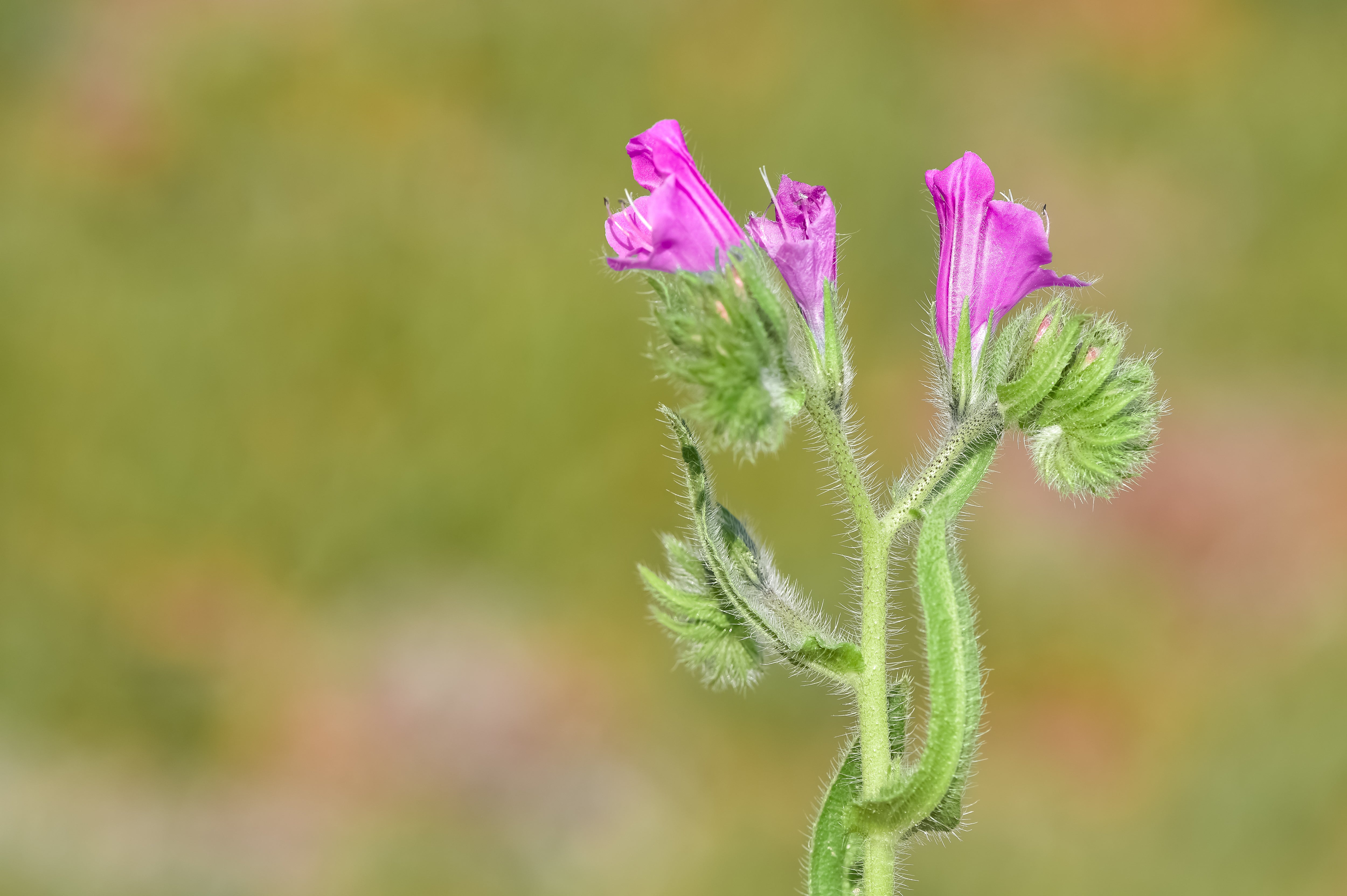 25 ROSE VIPER'S BUGLOSS Pink Echium Plantagineum Rose Bedder Flower Seeds