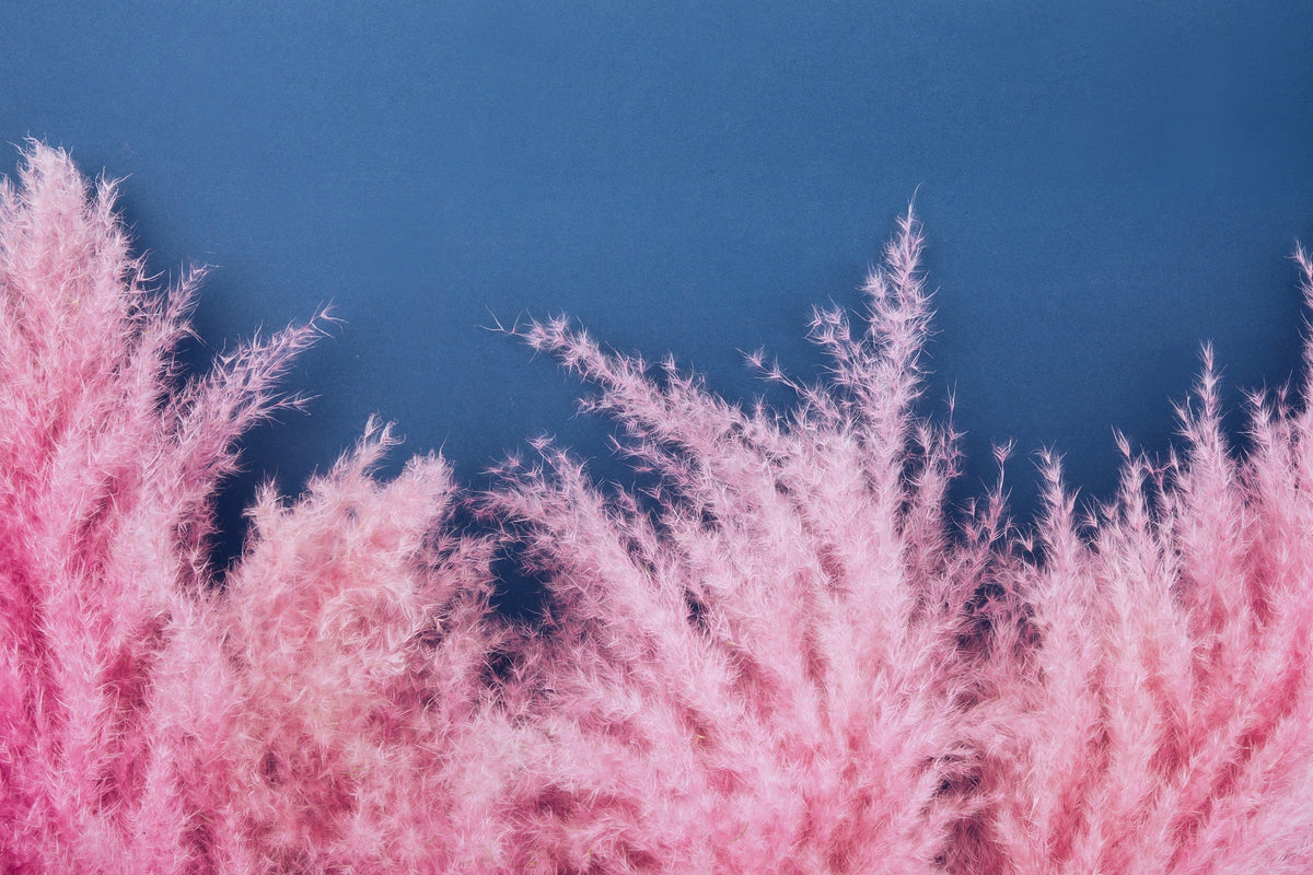 200 Ornamental PINK PAMPAS GRASS Cortaderia Selloana Rosea Seeds
