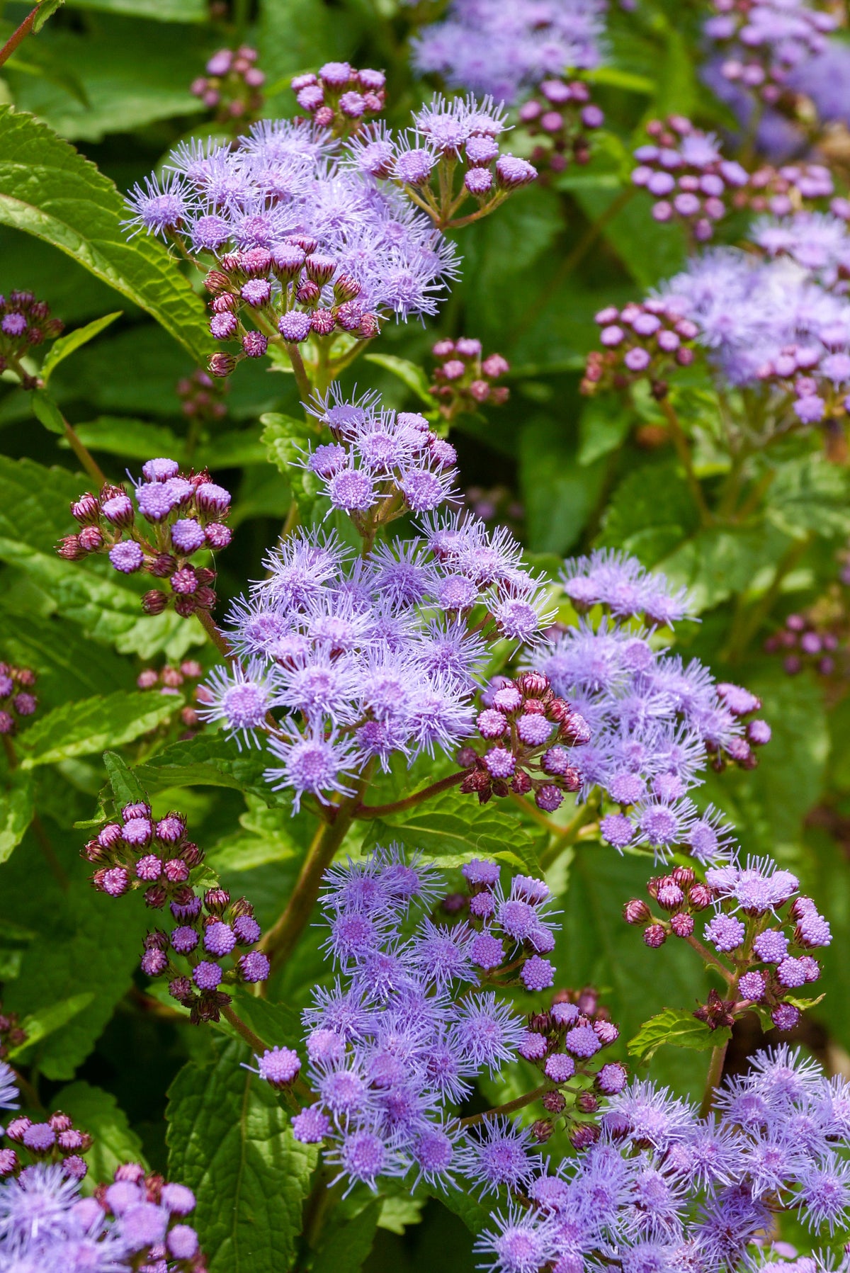 100 PURPLE MISTFLOWER (Hardy or Wild Ageratum) Eupatorium Coelestinum Blue Flower Seeds