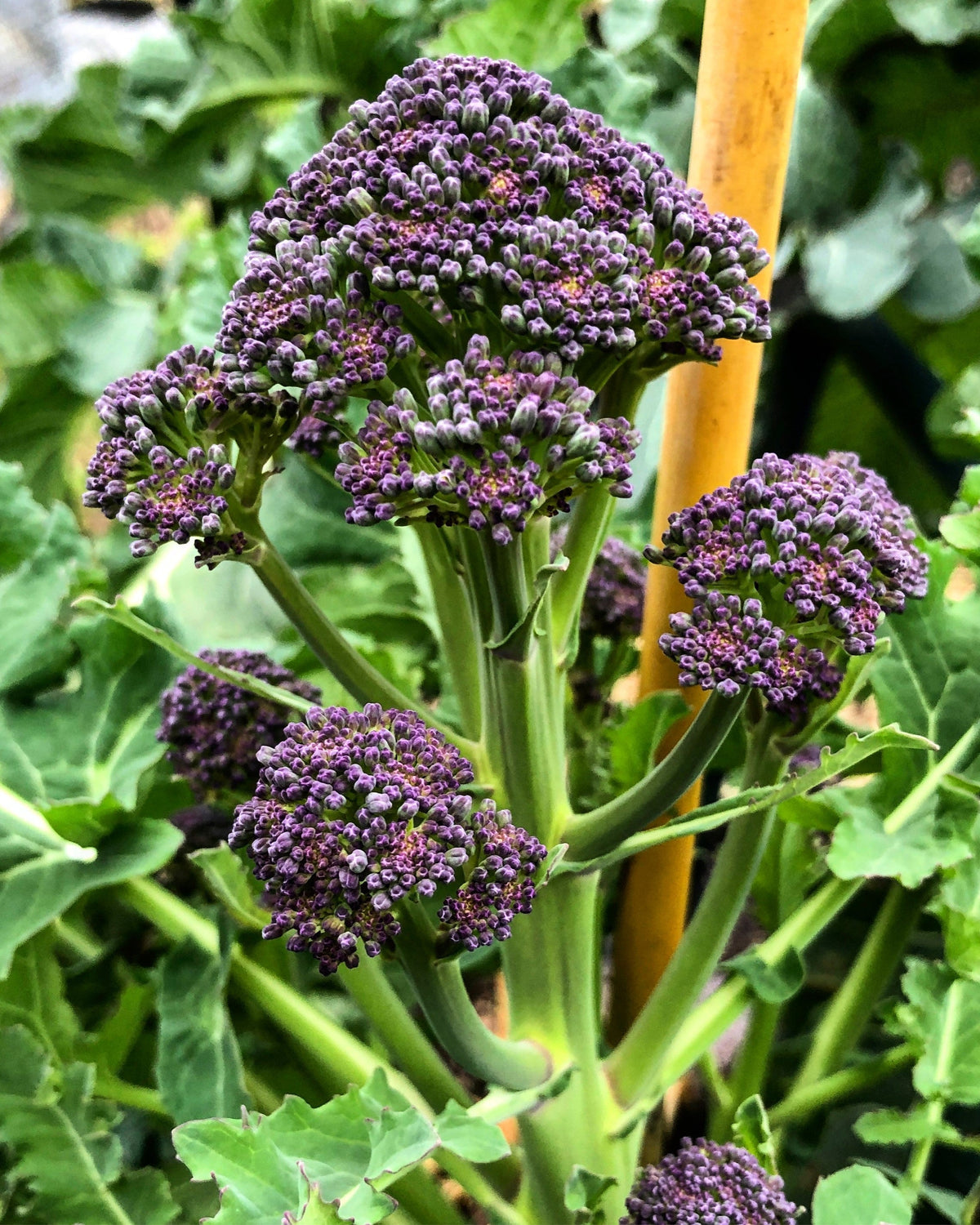 200 PURPLE SPROUTING BROCCOLI Brassica Oleracea Vegetable Seeds