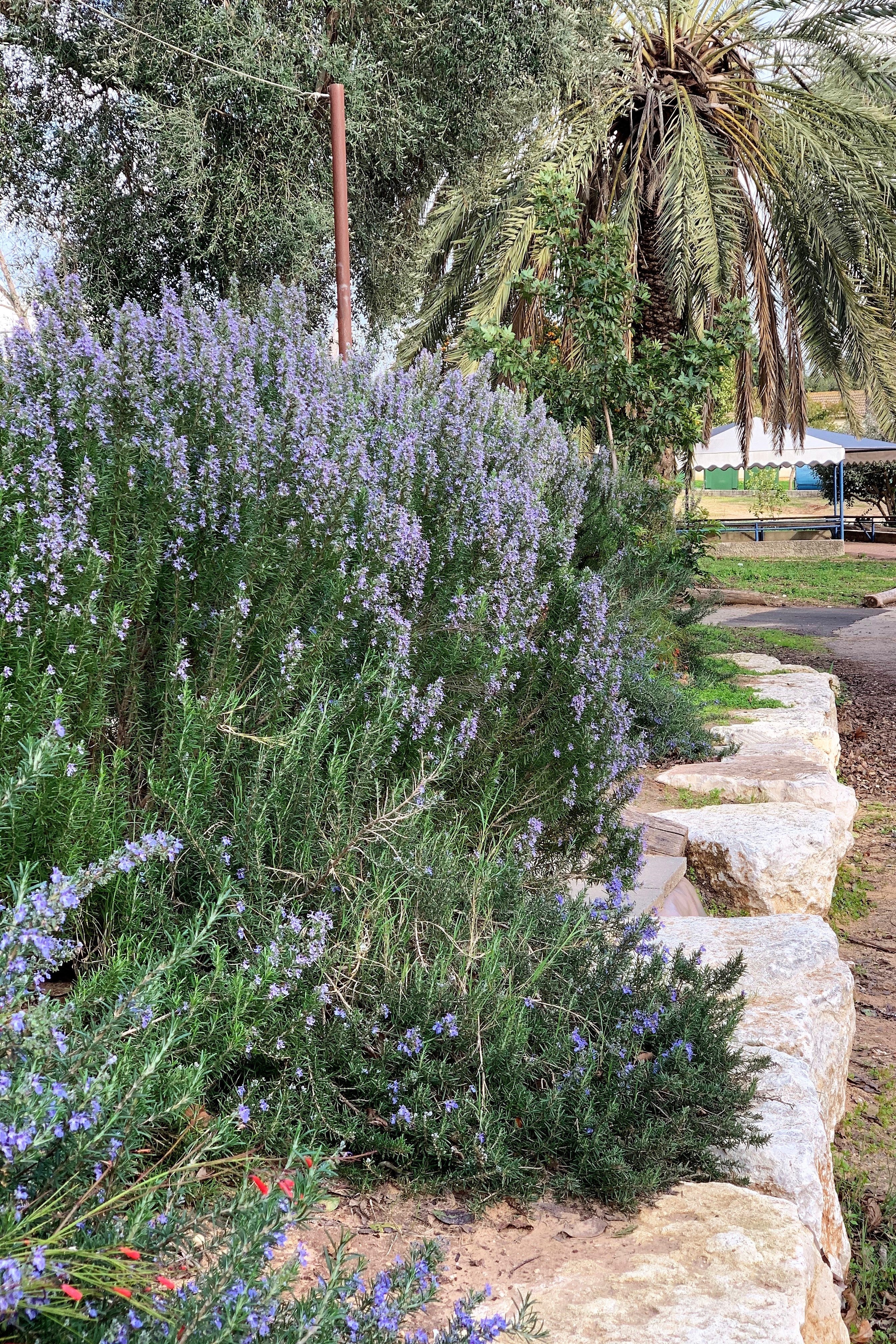 25 CHASTE BERRY TREE Vitex Agnus Castus Monk's Pepper Purple Fragrant Flower Seeds