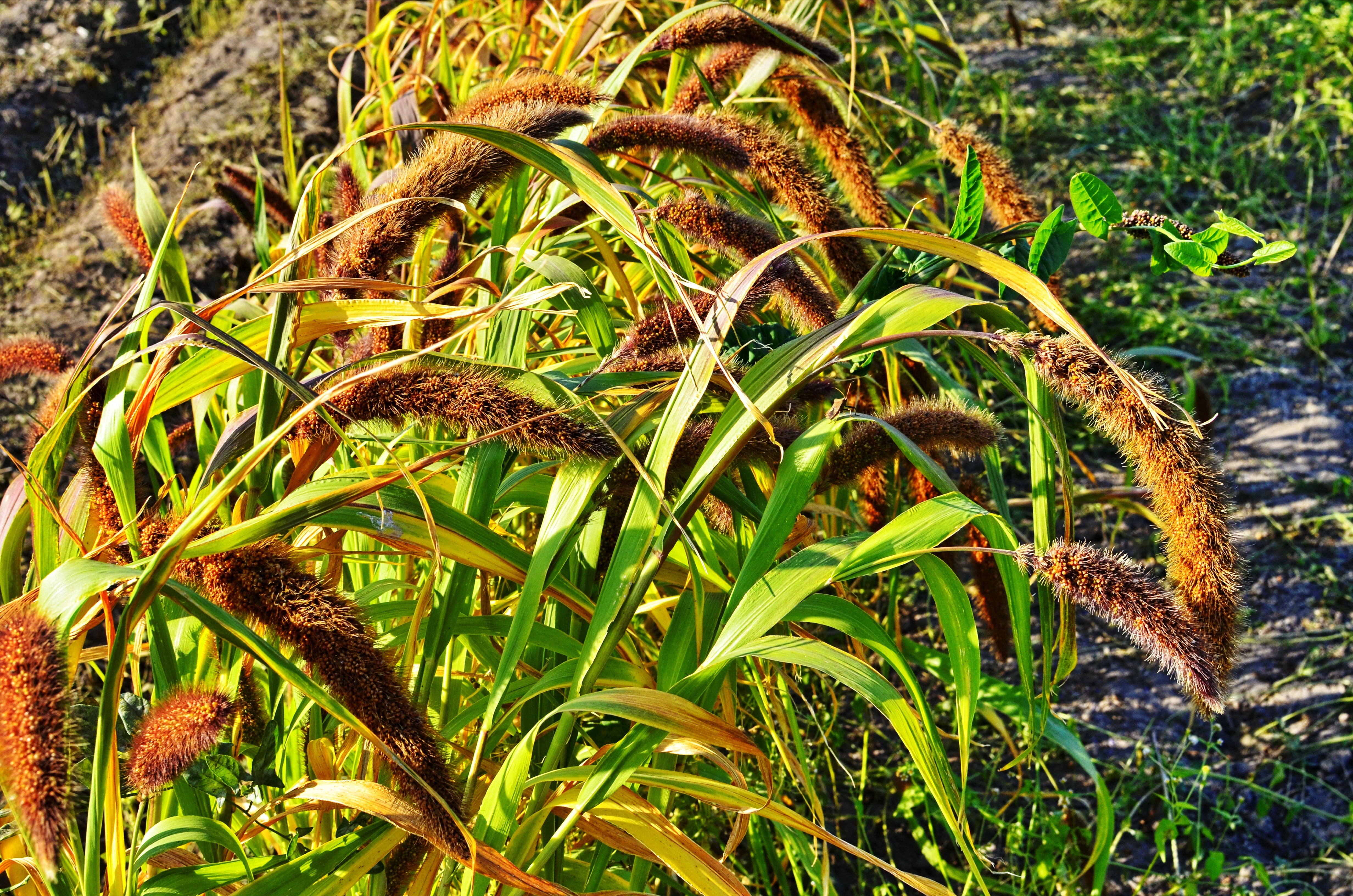 100 FOXTAIL MILLET Setaria Italica Ornamental Grass Flower Seeds