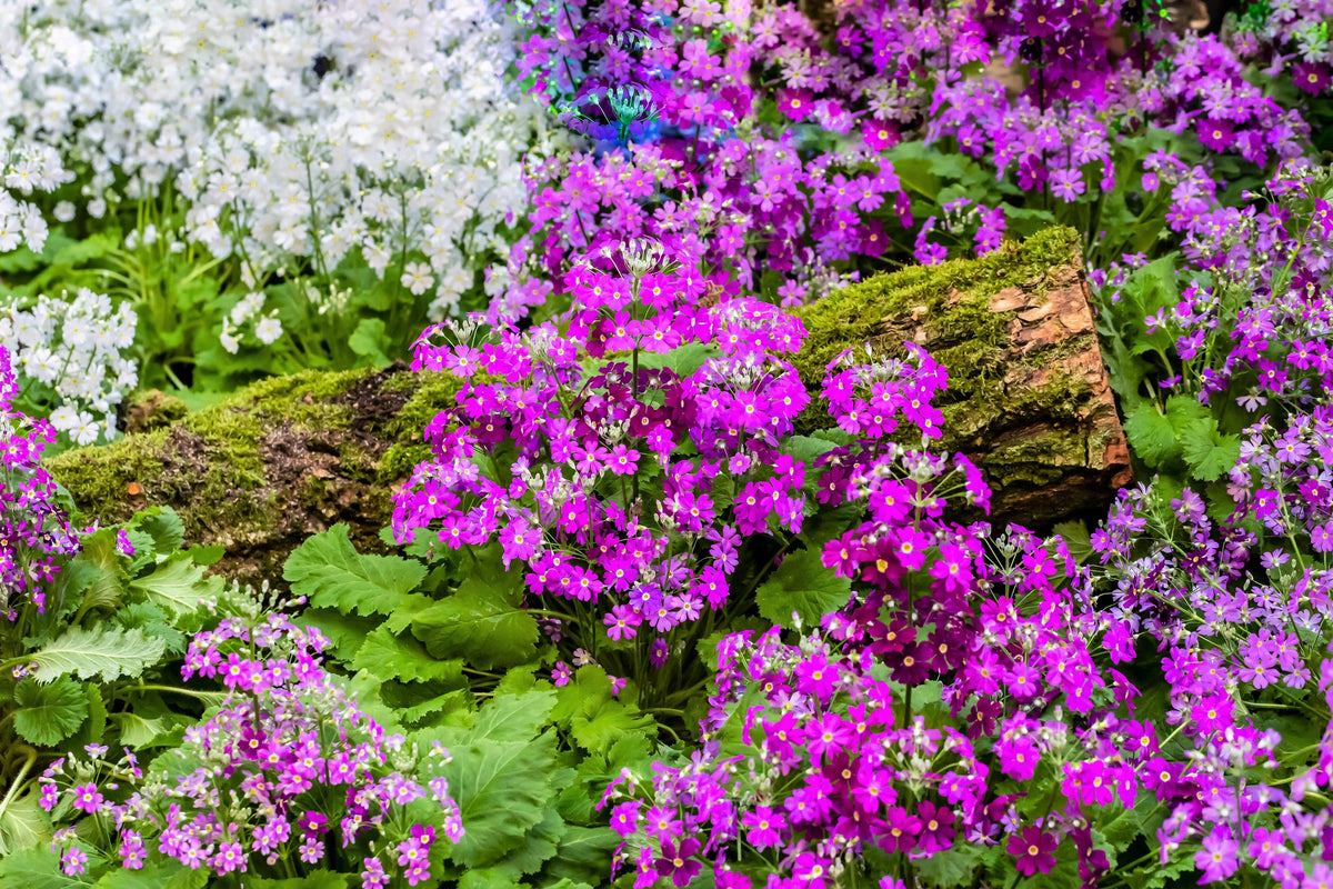 100 Mixed Colors FAIRY PRIMROSE Primula Malacoides Red Pink Purple White Baby Primrose Shade Houseplant Flower Seeds
