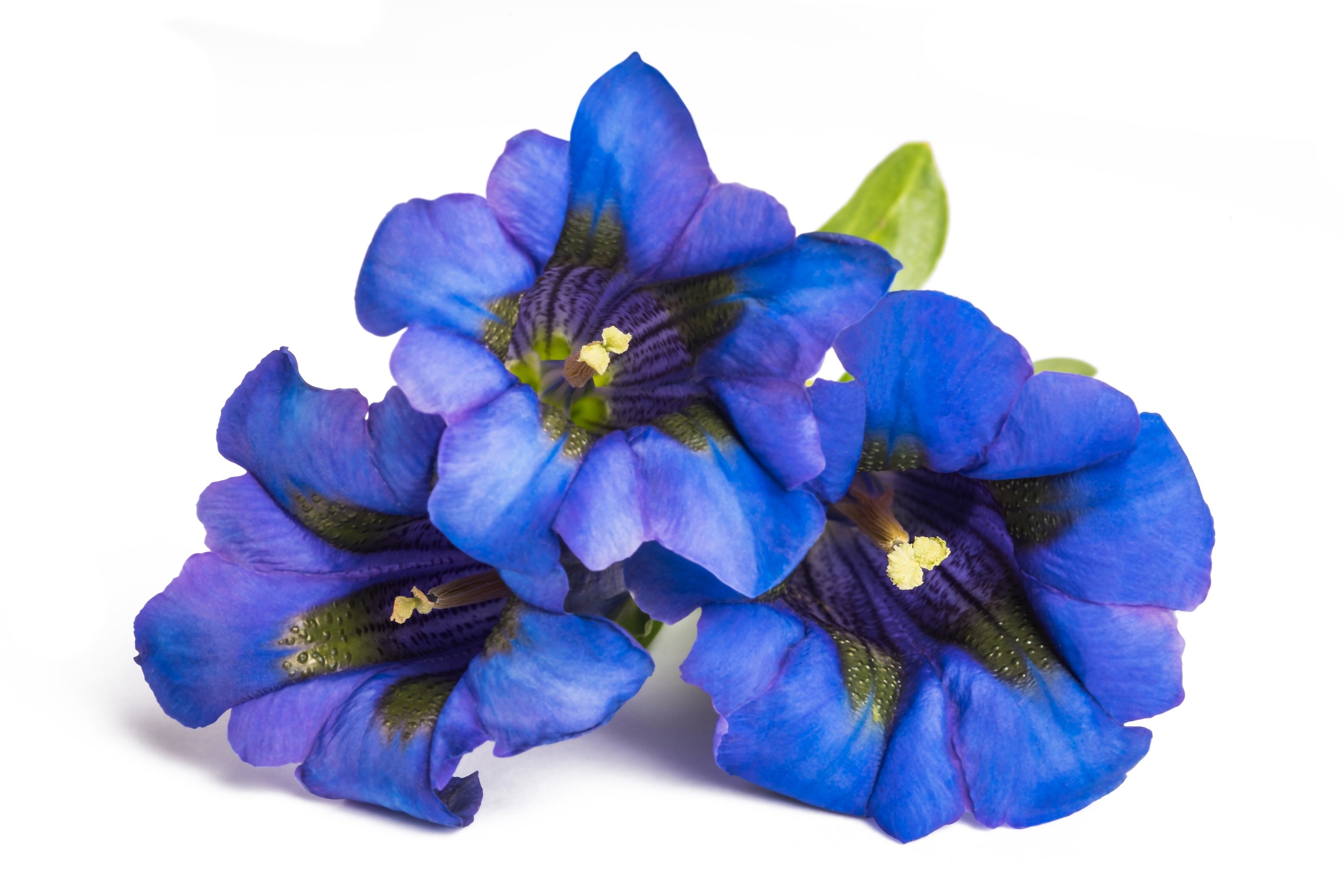 15 Blue STEMLESS GENTIAN Gentiana Acaulis Kochiana Flower Seeds