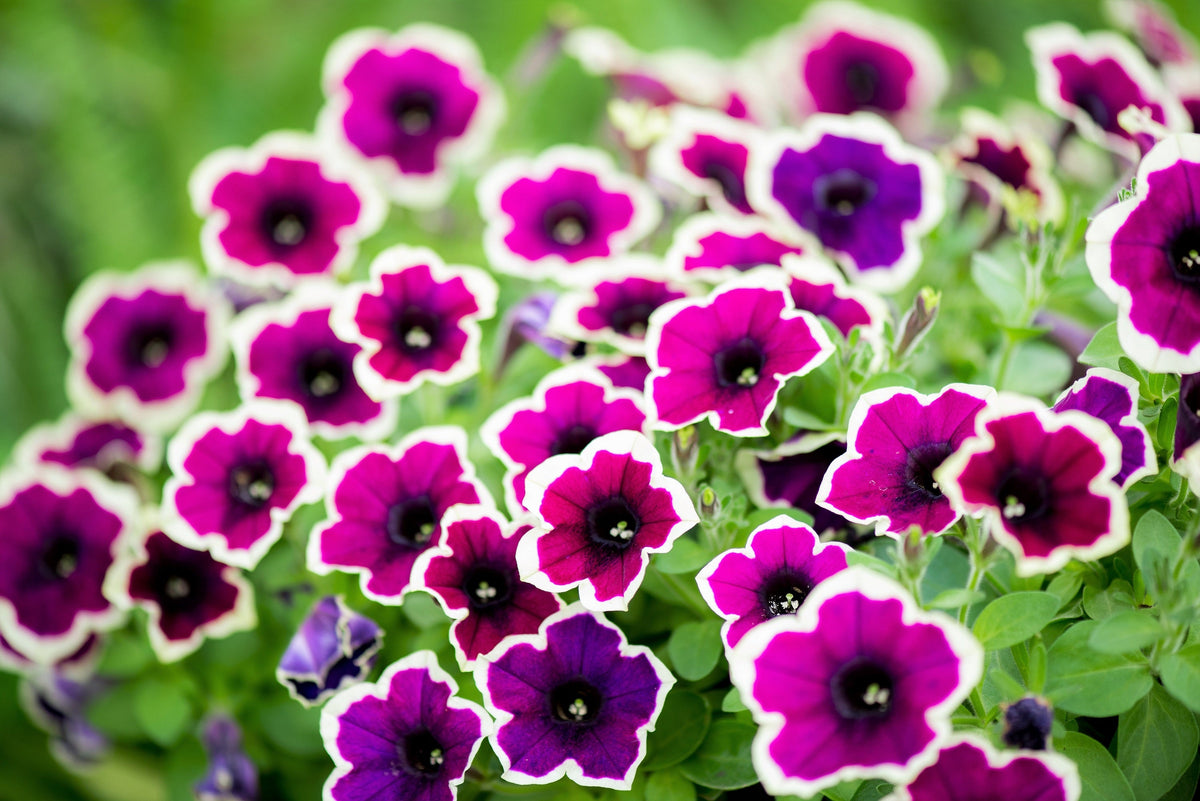 50 PICOTEE MIX PETUNIA Multiflora Mixed Colors Bicolor White Blue Purple Pink Red Flower Seeds