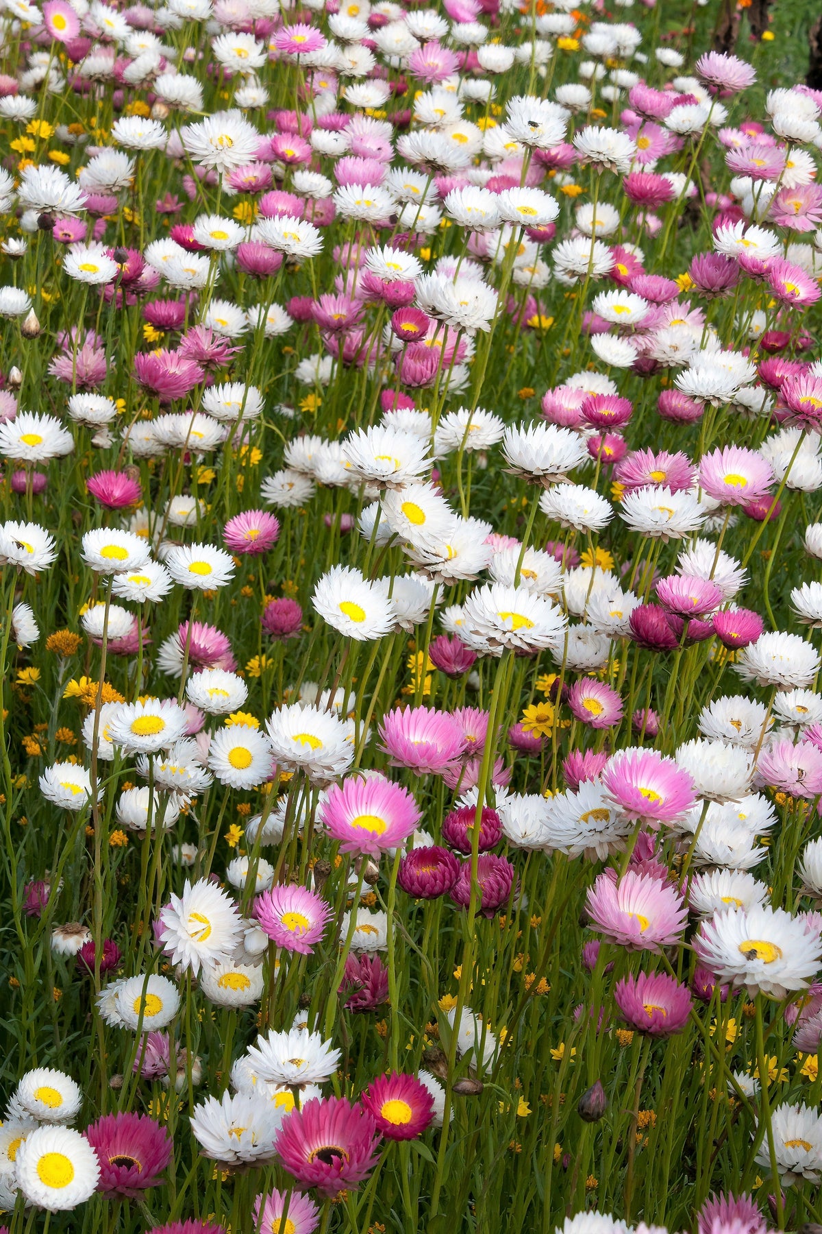 100 MIXED DOUBLE ACROCLINIUM Paper Daisy Helipterum Rhodanthe Flower Seeds