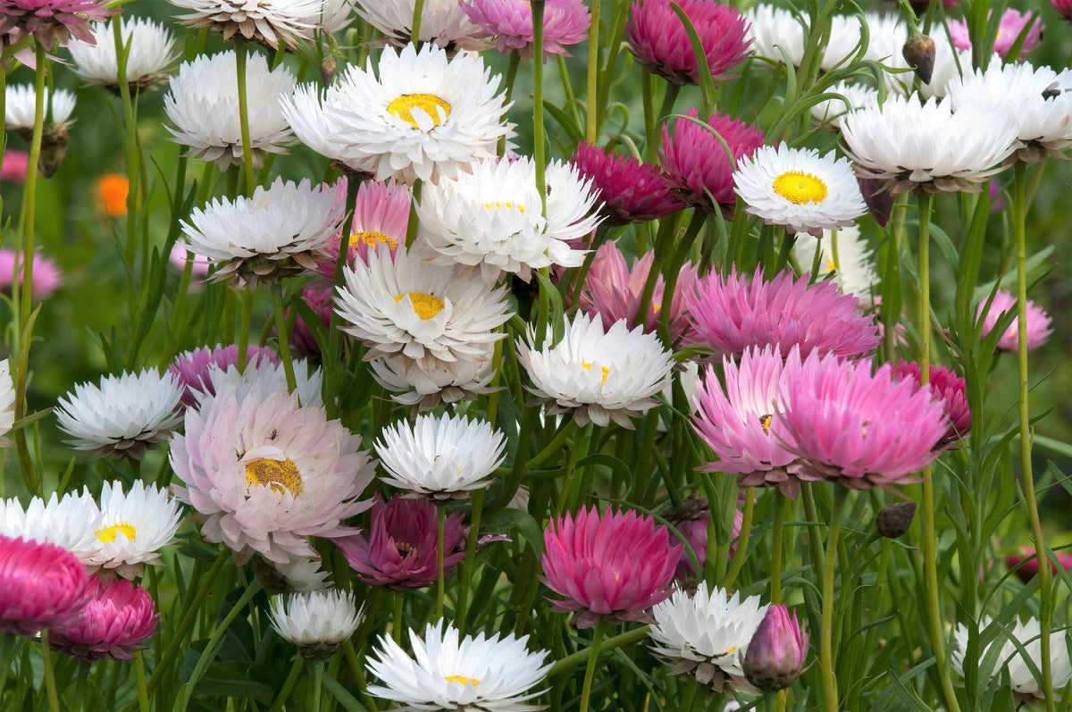 100 MIXED DOUBLE ACROCLINIUM Paper Daisy Helipterum Rhodanthe Flower Seeds