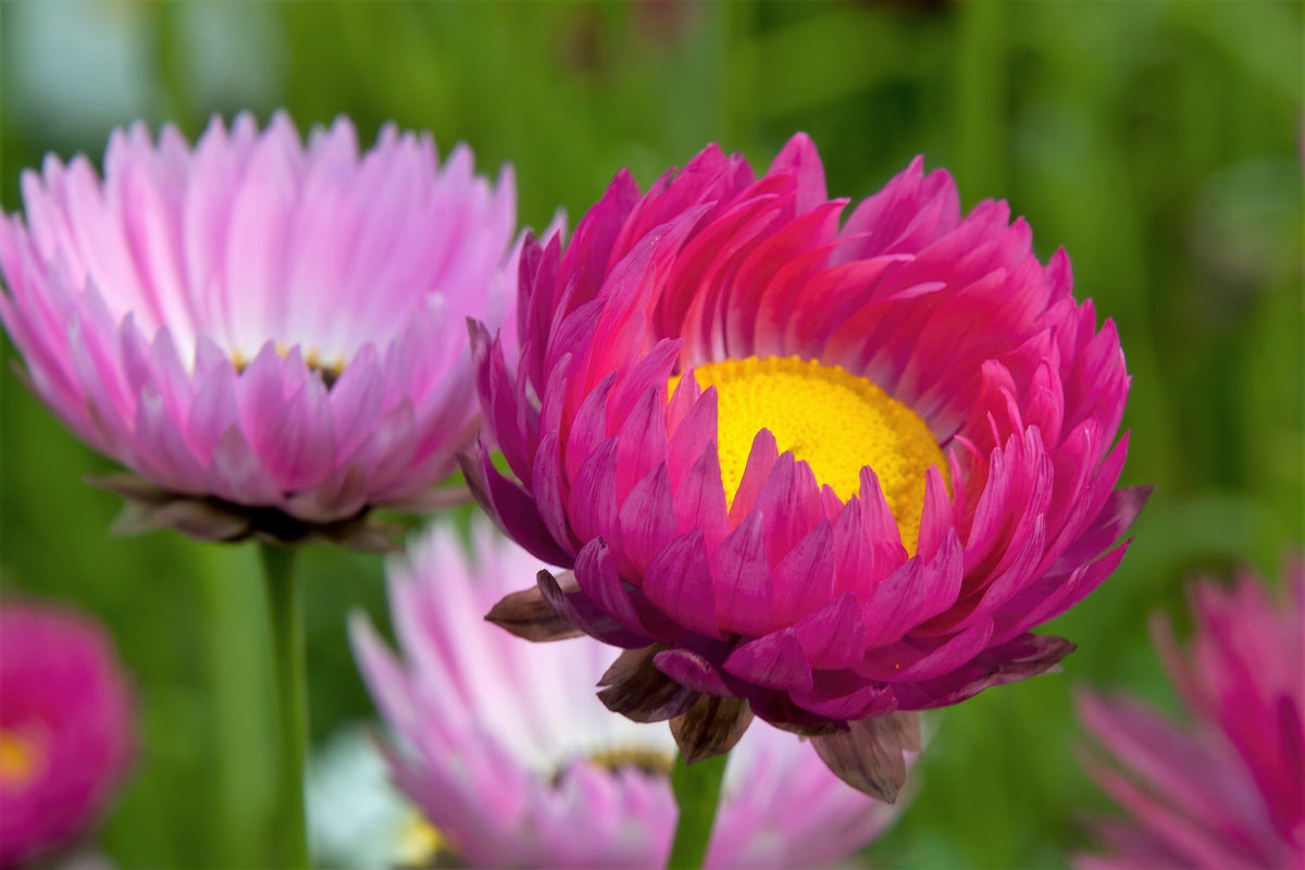 100 MIXED DOUBLE ACROCLINIUM Paper Daisy Helipterum Rhodanthe Flower Seeds
