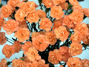 50 ORANGE CARNATION Dianthus Caryophyllus Chabaud Double Flower Seeds