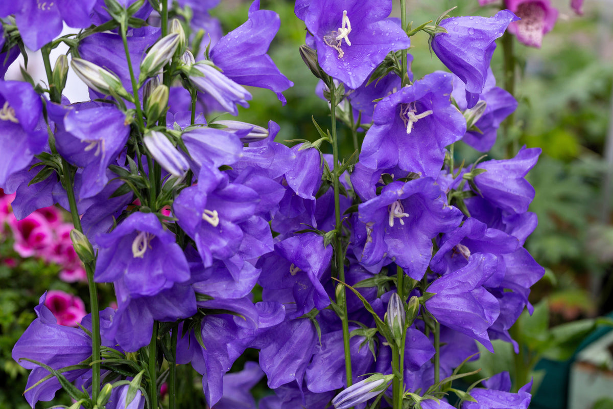 500 TELHAM BEAUTY BELLFLOWER Blue Peach Leaved Campanula Persicifolia Flower Seeds