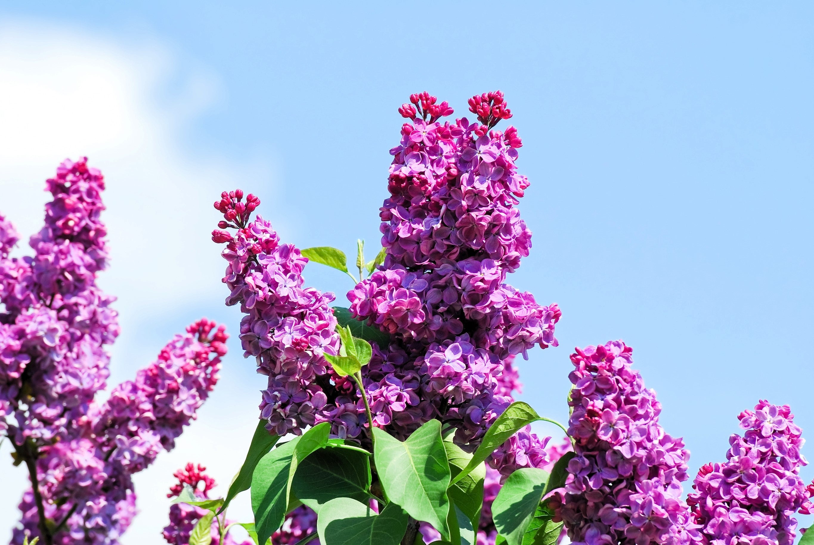 25 FRENCH / Old FASHIONED LILAC Syringa Vulgaris Flower Shrub Bush Seeds