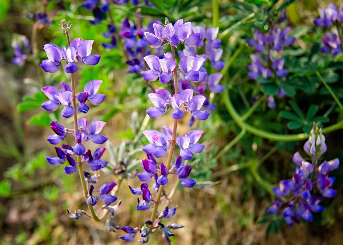 100 ARROYO LUPINE (Hollowleaf Lupine / Succulent Lupine) Lupinus Succulentus Flower Seeds