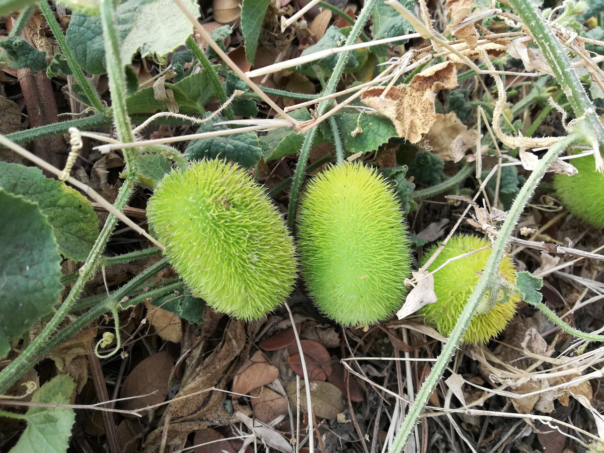 10 WOOLY BEAR GOURD Cucumis Dipsaceus Fuzzy Green Ornamental Seeds