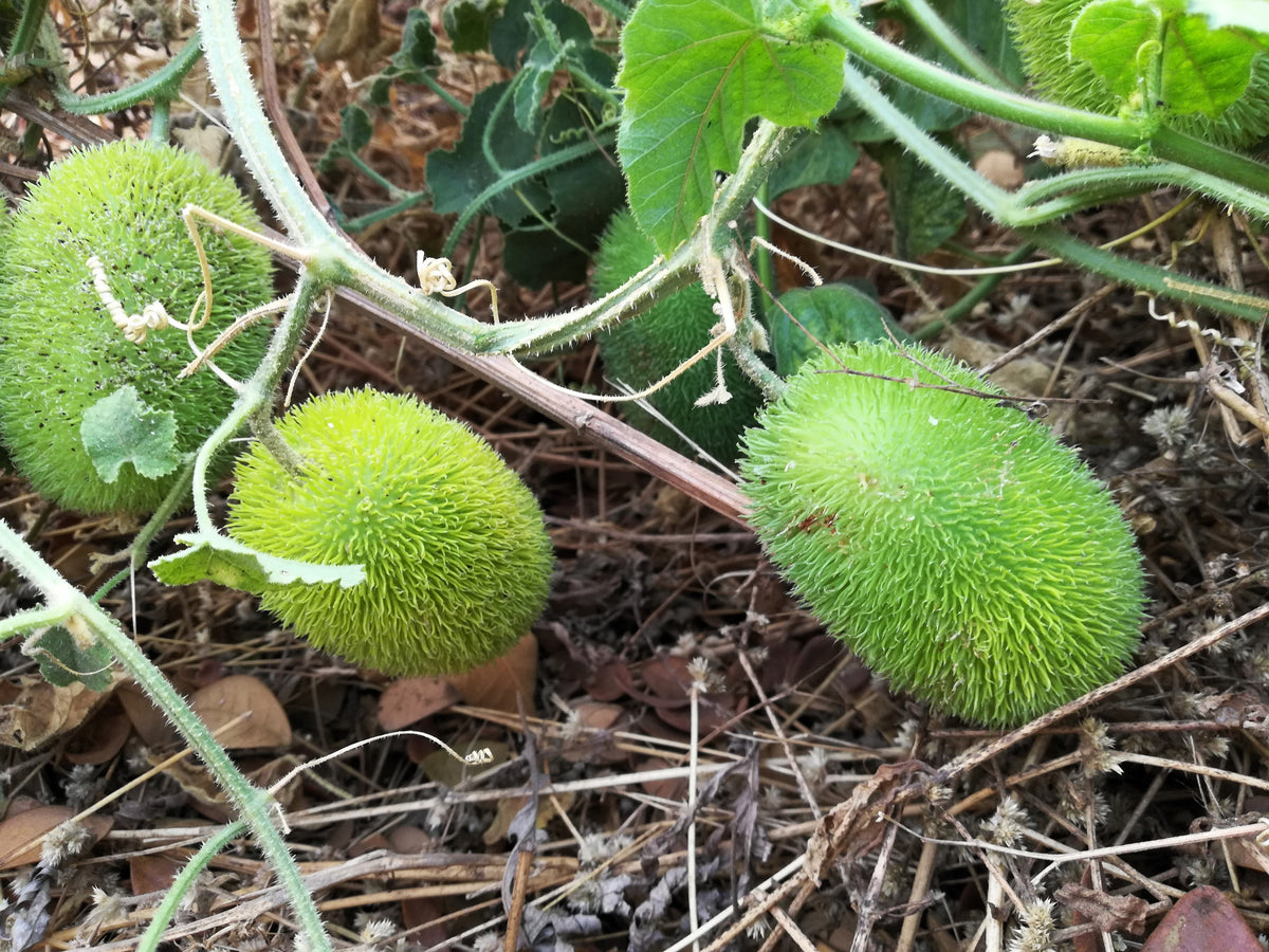 10 WOOLY BEAR GOURD Cucumis Dipsaceus Fuzzy Green Ornamental Seeds