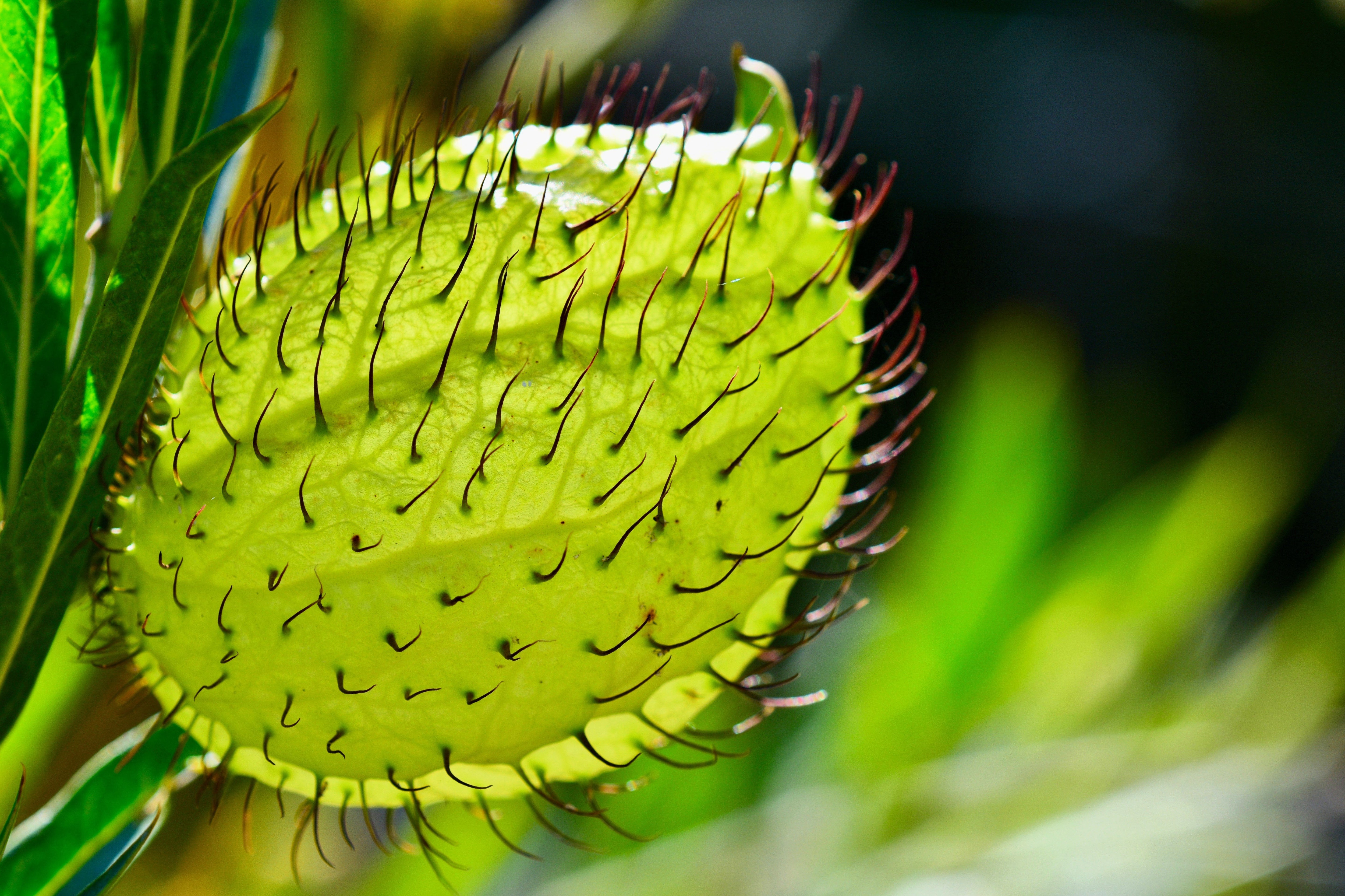 10 SWAN MILKWEED Hairy Balls Butterfly Weed Asclepias Gomphocarpus Fruticosus Monarch Flower Seeds