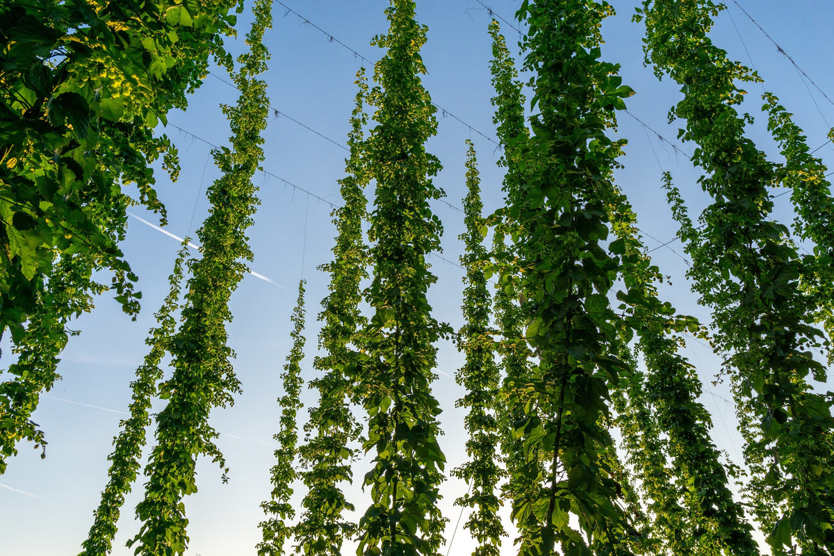 25 COMMON HOPS European Humulus Lupulus Vine Seeds Beer Making Ingredient Seeds