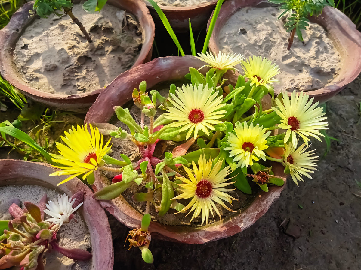 100 Gelato YELLOW ICE PLANT Mesembryanthemum Daisy Livingstone Succulent Flower Seeds