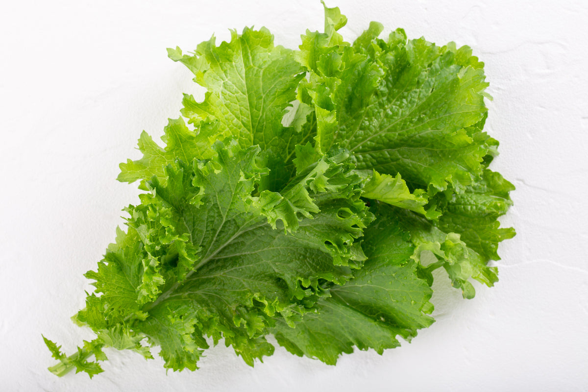 3000 Southern GIANT CURLED MUSTARD Ostrich Plume Brassica Juncea Vegetable Herb Seeds
