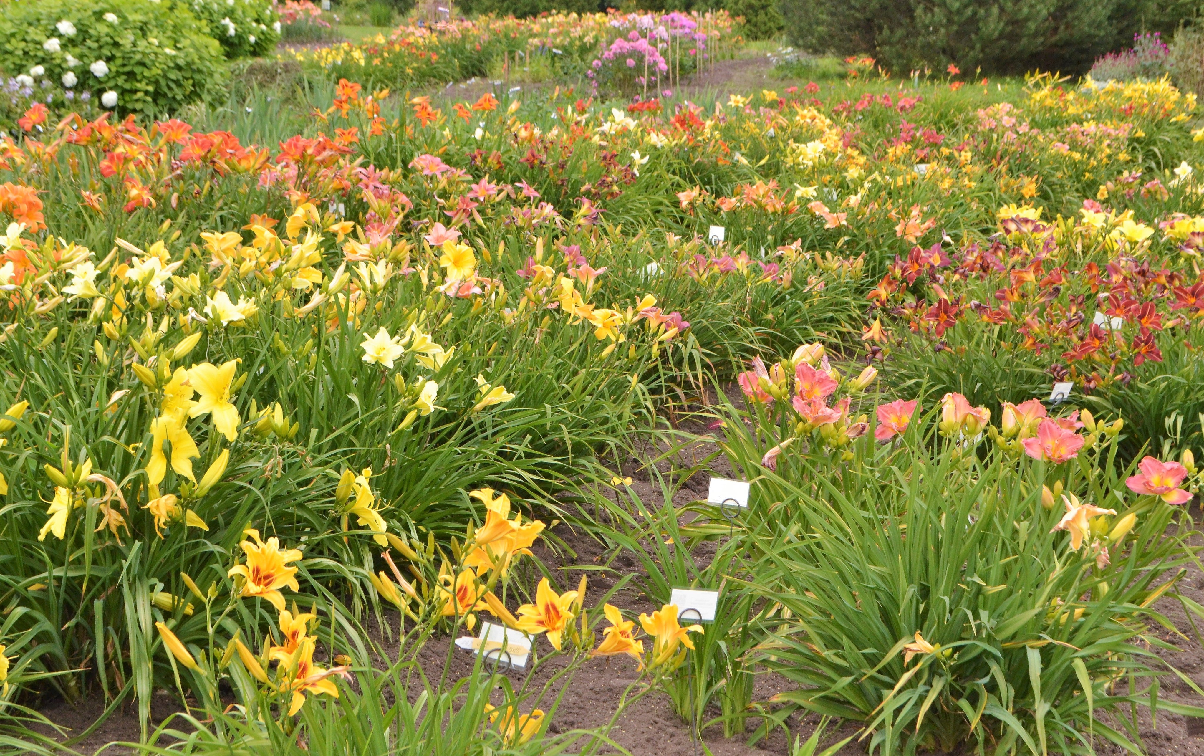 10 MIXED COLORS DAYLILY Hemerocallis Day Lily Fine Mix Red Purple Flower Seeds