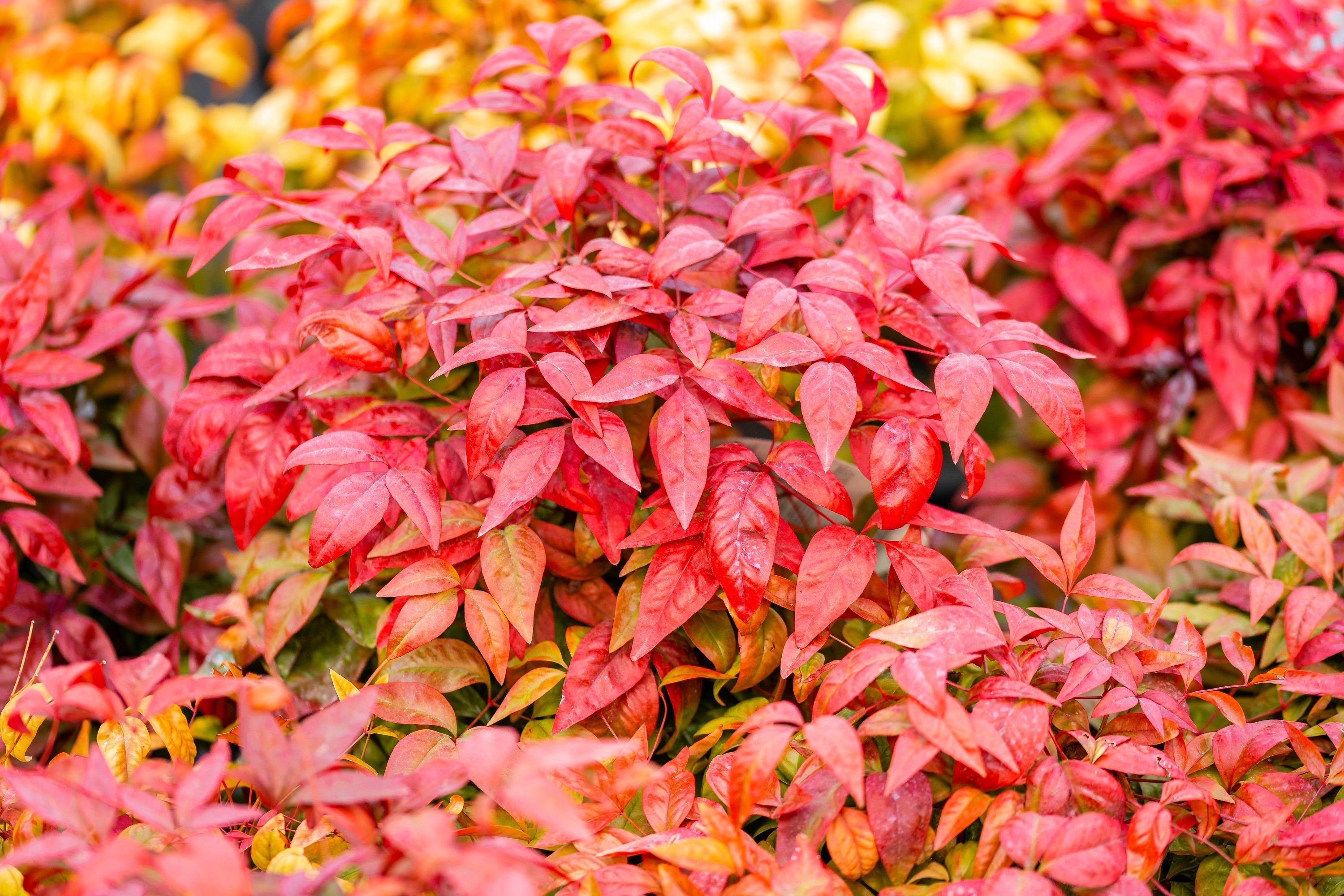 15 DWARF SACRED BAMBOO Heavenly Nandina Domestica Nana Pink Red Sun Shade Shrub Seeds