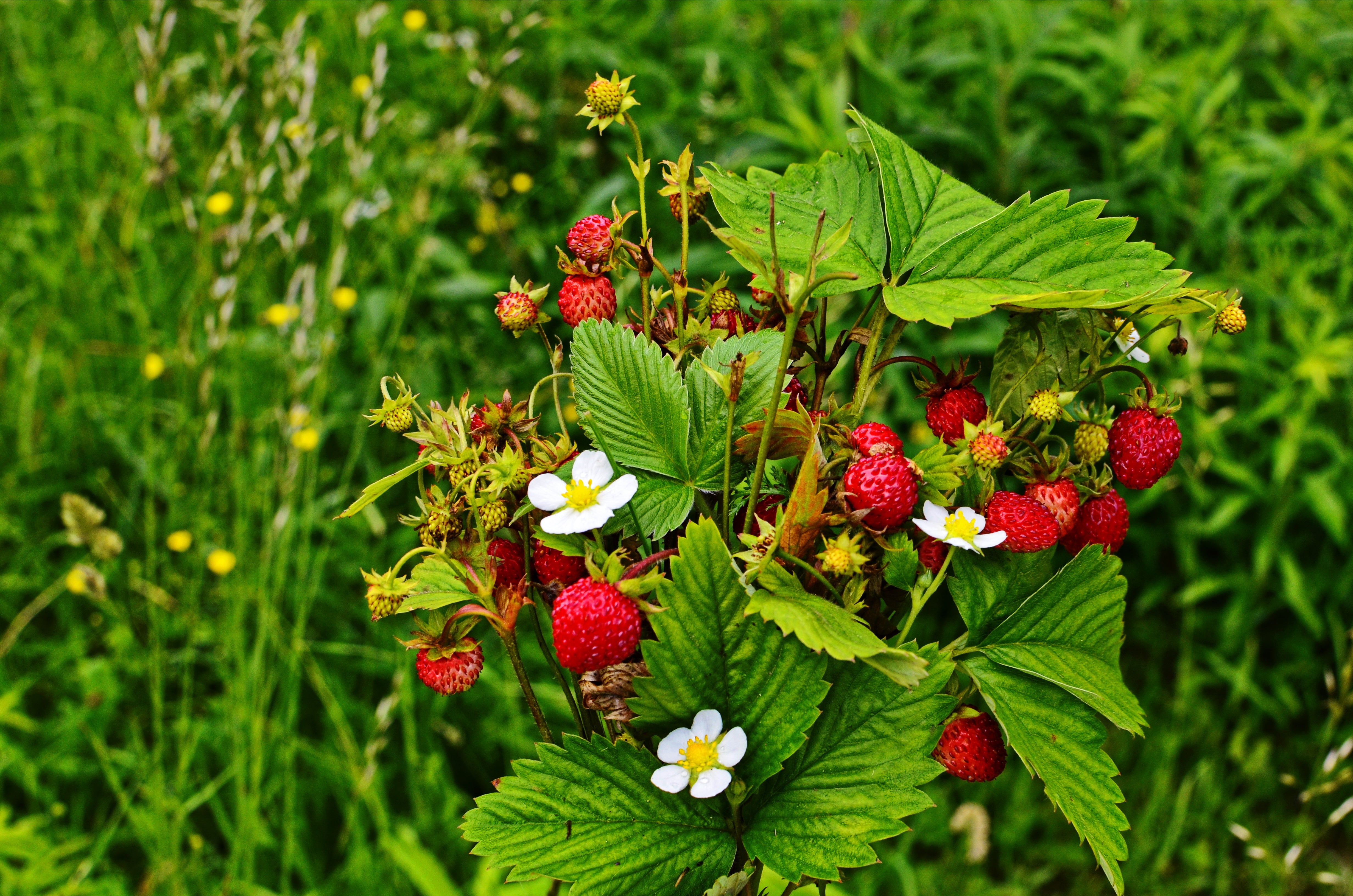 100 ALPINE STRAWBERRY Fragaria Vesca Red Fruit White Flower Seeds