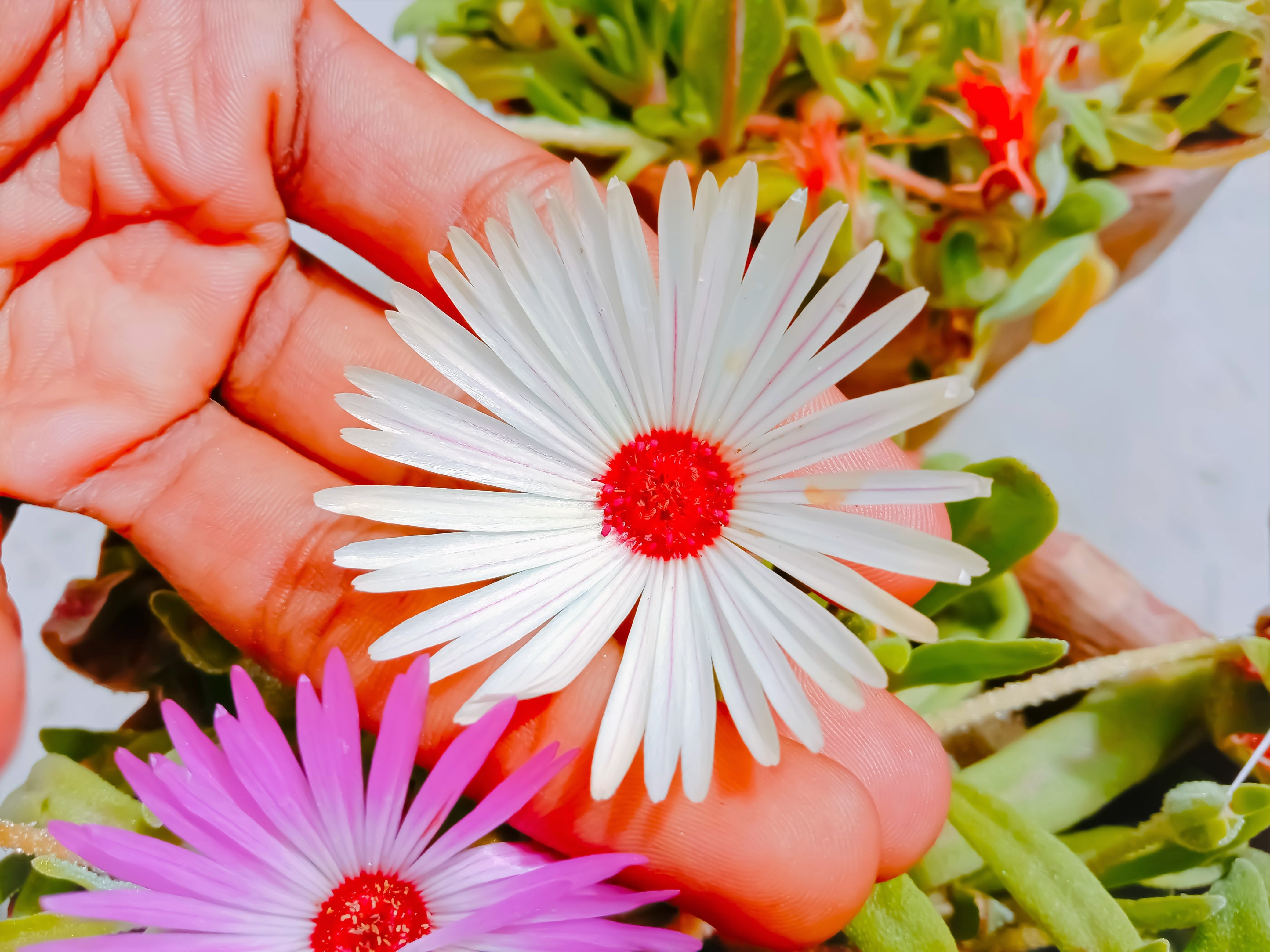 100 Gelato WHITE ICE PLANT Mesembryanthemum Livingstone Daisy Flower Seeds