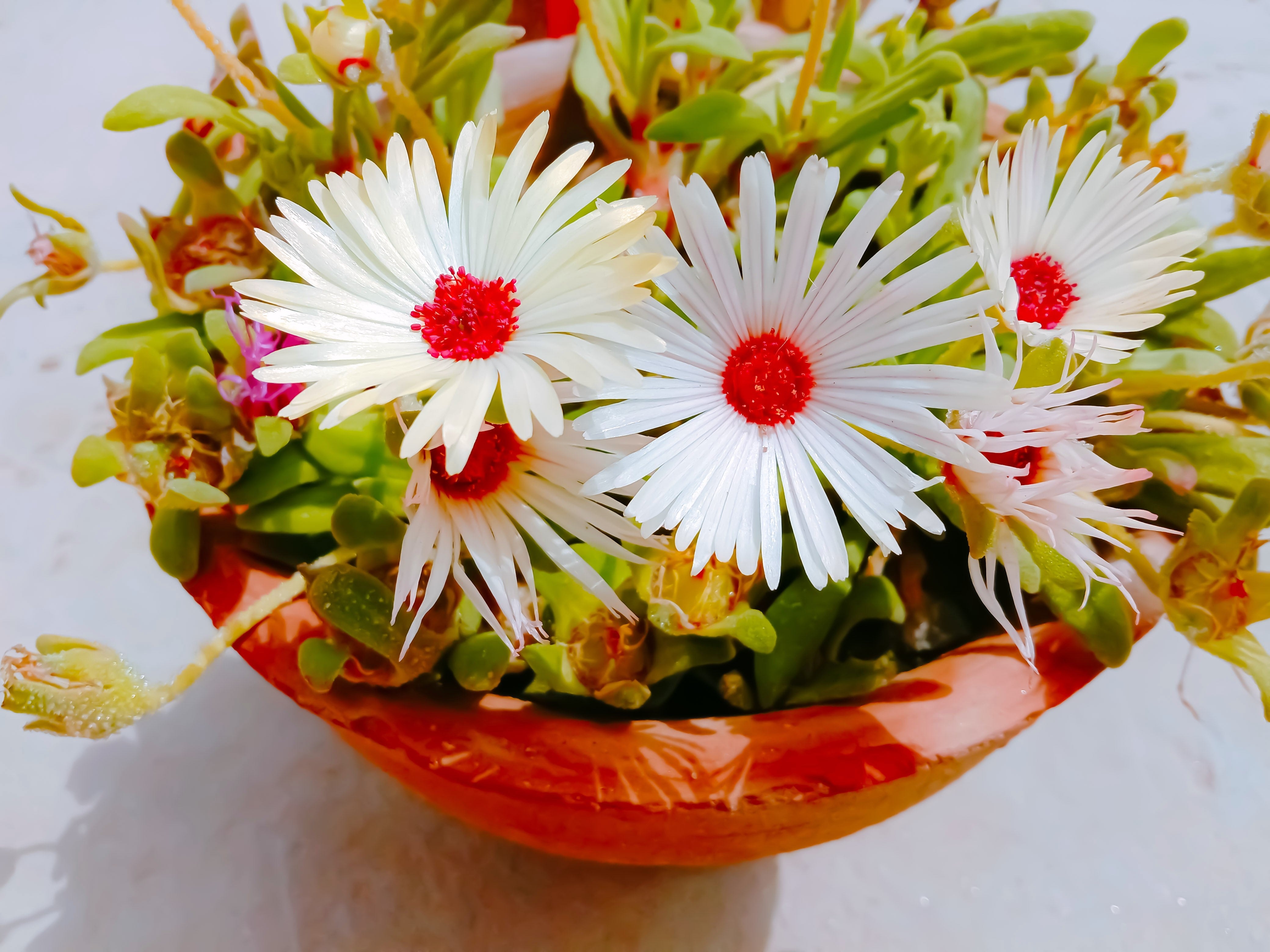100 Gelato WHITE ICE PLANT Mesembryanthemum Livingstone Daisy Flower Seeds
