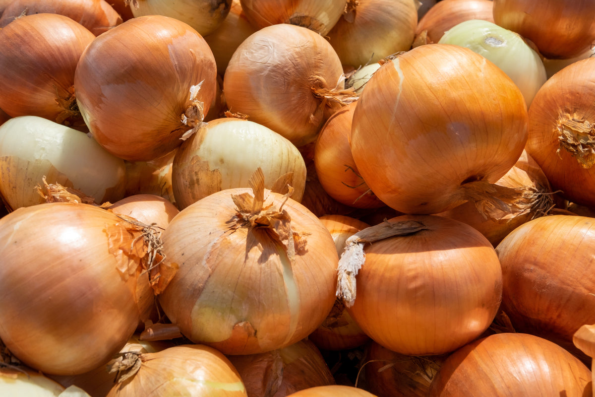 500 Sweet YELLOW SPANISH ONION Allium Cepa Vegetable Seeds