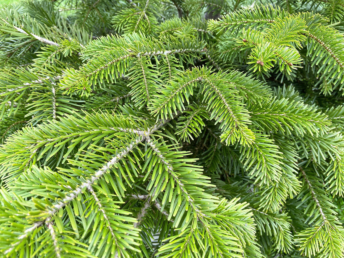 30 BALSAM FIR Tree Abies Balsamea Christmas Tree Silver Pine Canadian Fir Native Evergreen Seeds