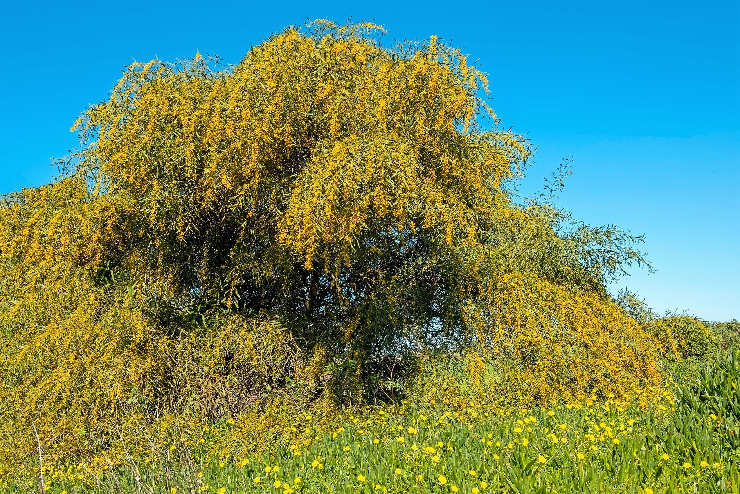 10 GOLDEN MIMOSA Acacia Baileyana Yellow Wattle Tree Flower Seeds